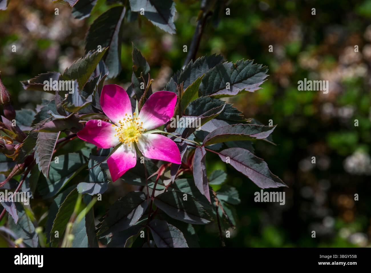 Blume von Rosa rubrifolia oder Rosa glauca. Stockfoto