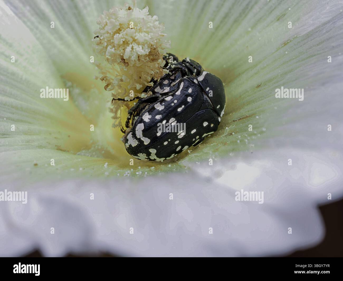 Das Foto zeigt einen schwarzen Käfer mit weißen Flecken (Oxythyrea funesta), der auf den Staubblättern einer Blume sitzt und mit Pollen bedeckt ist. Die Blüte ist trichterförmig Stockfoto
