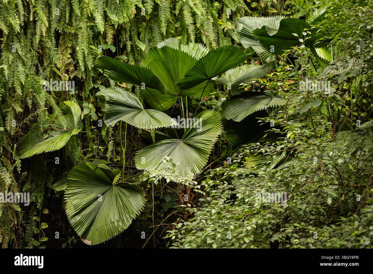 Üppige tropische Pflanzen mit großen fächerförmigen Palmenblättern und hängenden Farnen, die dicht im Wintergarten-Gewächshaus wachsen Stockfoto