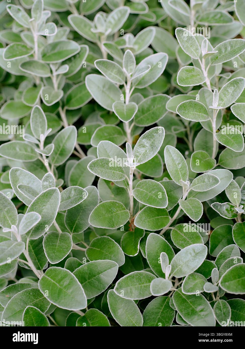 Salvia Discolor (Andensalbei) Blatt hinterlässt Gartenflora Natur Hintergrund Stockfoto