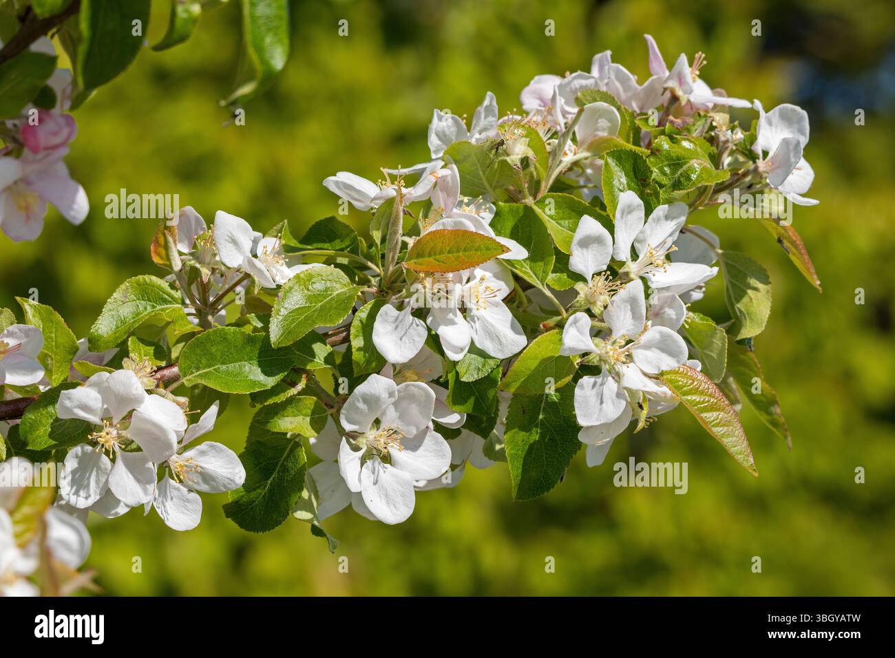 Detail, blühender Apfelbaum, Flügge, Fehmarninsel, Schleswig-Holstein, Deutschland Stockfoto