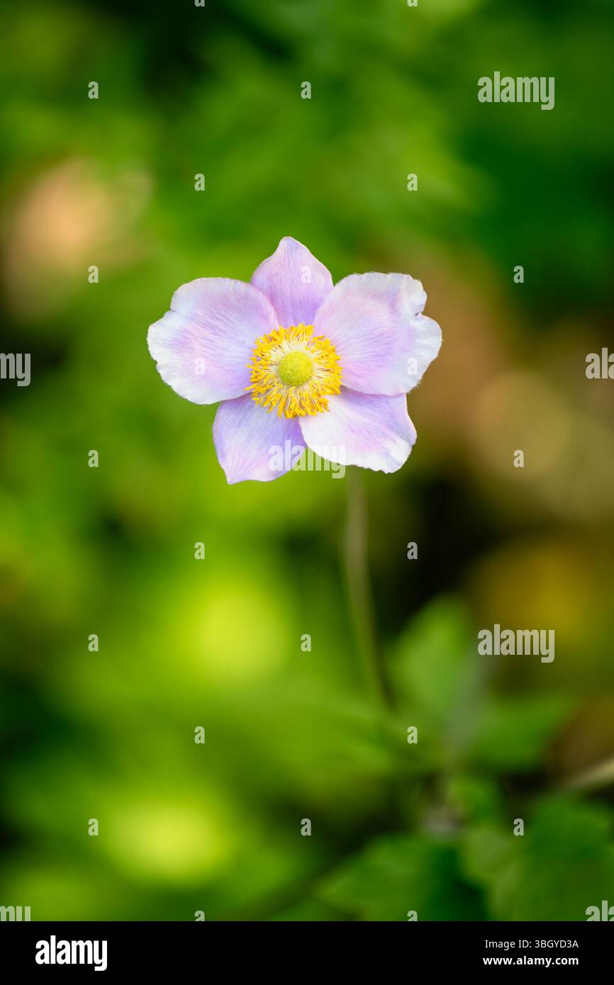 Rosafarbene Blüte einer Anemonblüte Stockfoto