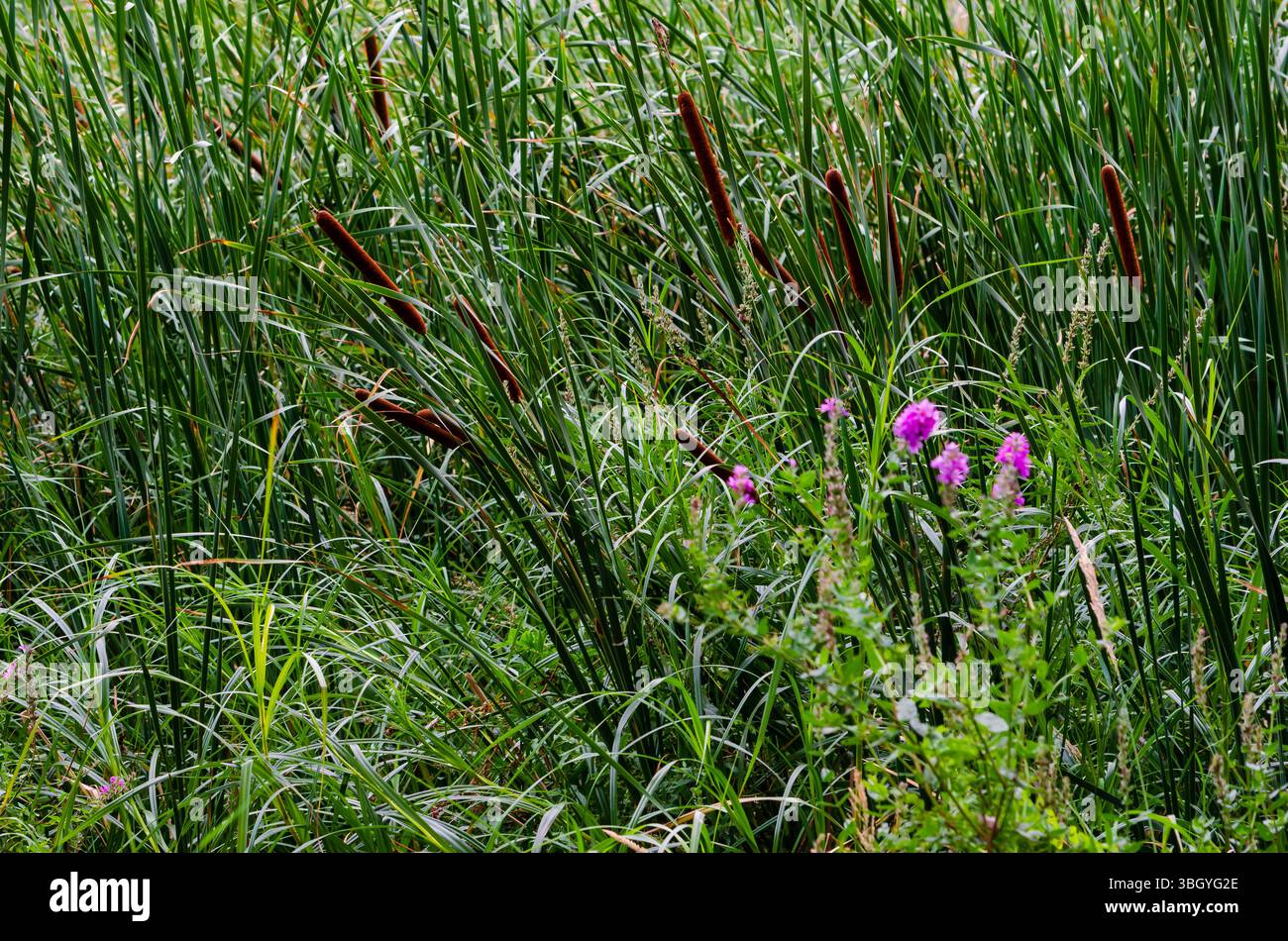 Raubkatzen und Schilf in einem Feuchtgebiet mit einer violetten Wildblume im Vordergrund Stockfoto