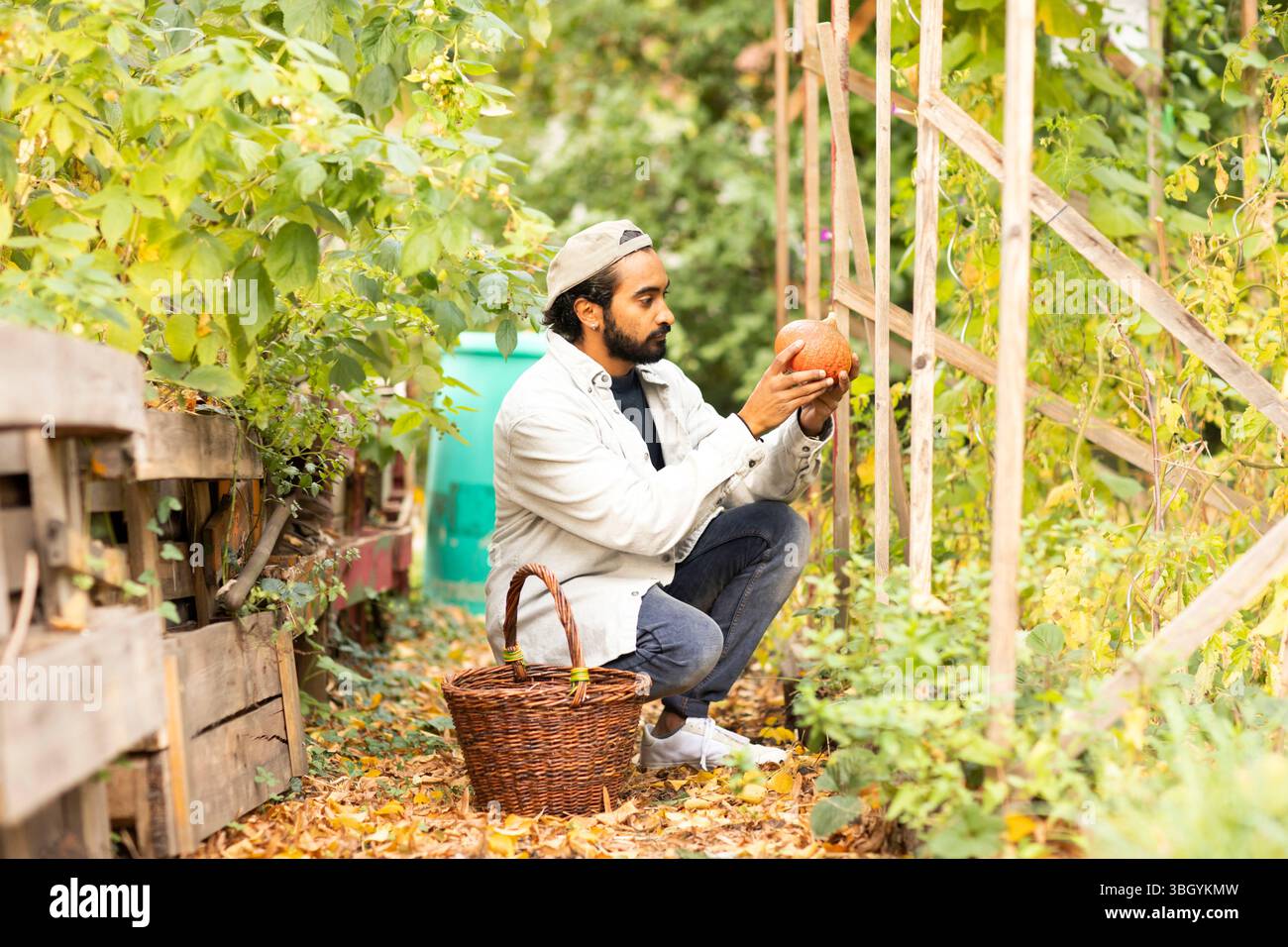 Junger Mann, der im Garten einen Kürbis erntet Stockfoto