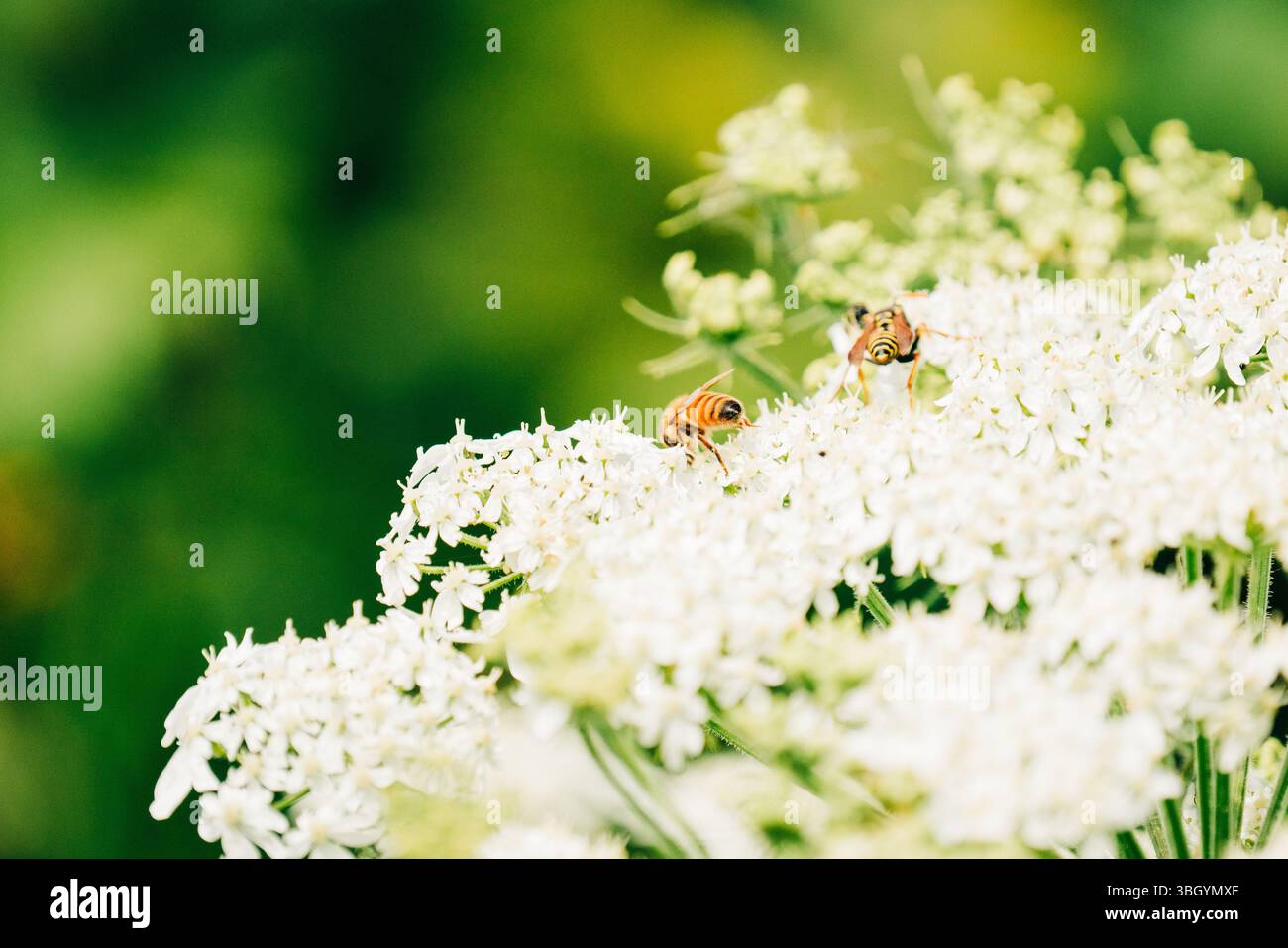 Zwei europäische Papierwäscher auf einer Wildblume Stockfoto