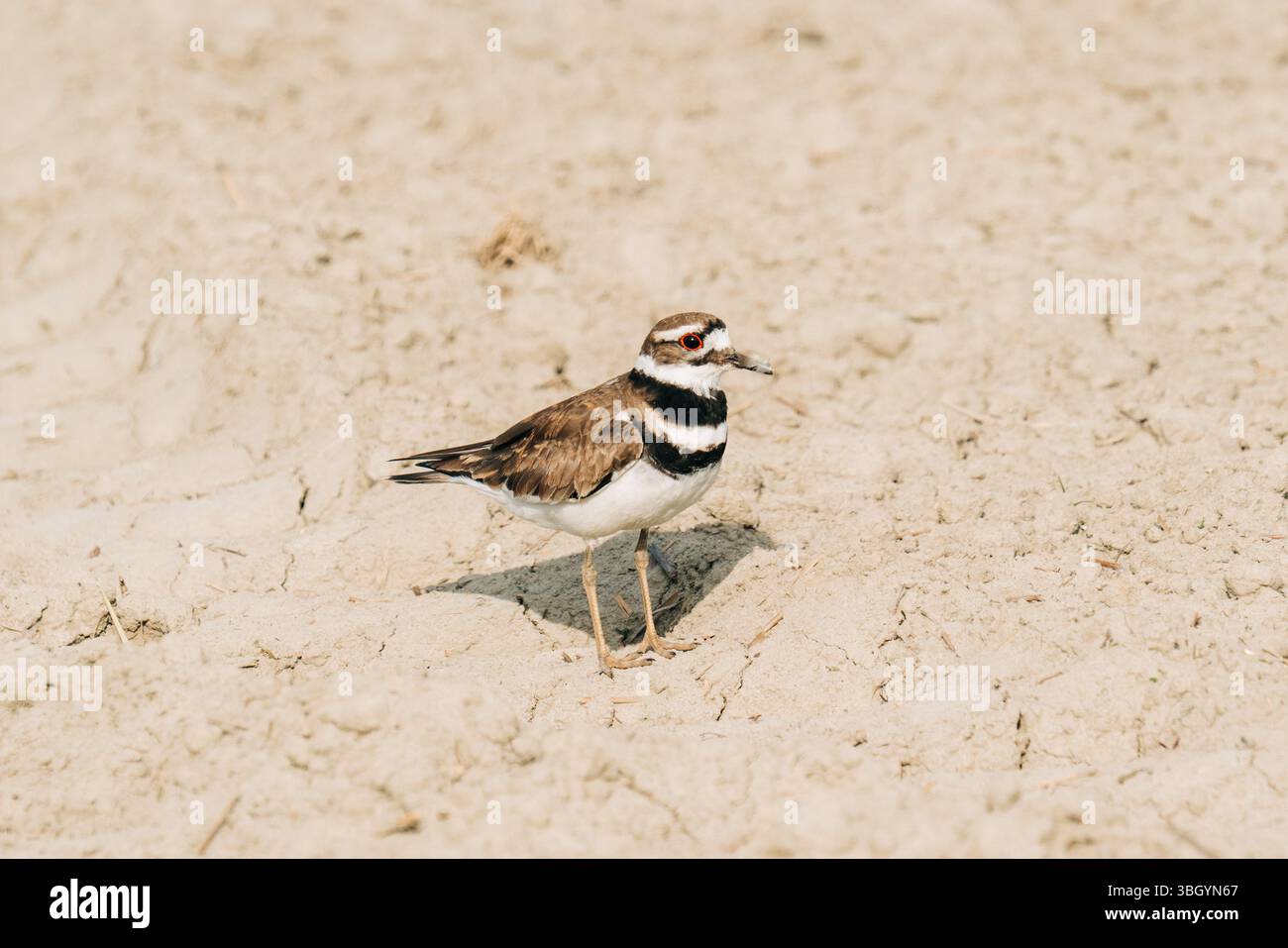 Seitenansicht eines Mörders, der auf einem leeren Feld steht Stockfoto