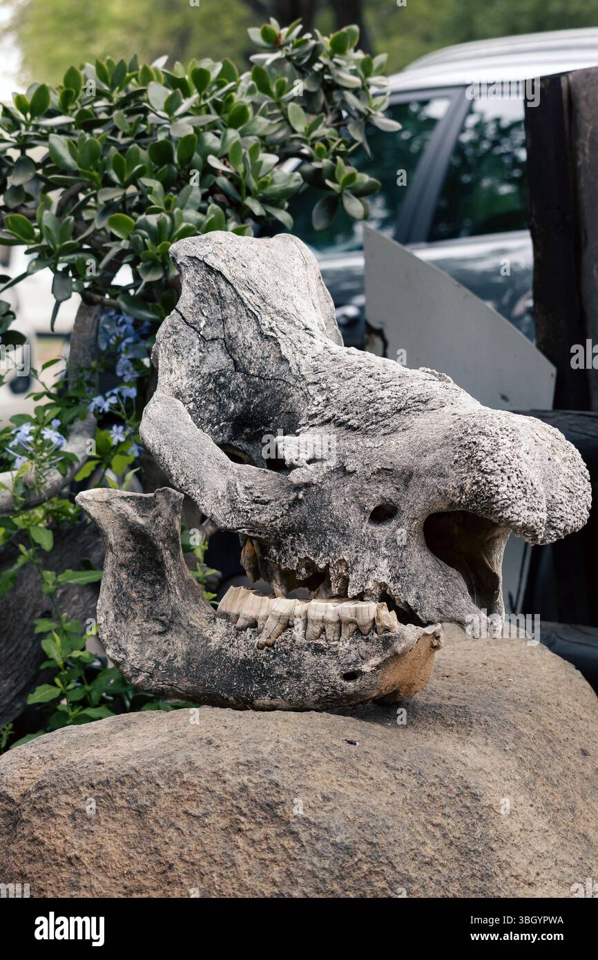 Alter Nashorn-Schädel ohne Horn. Stockfoto