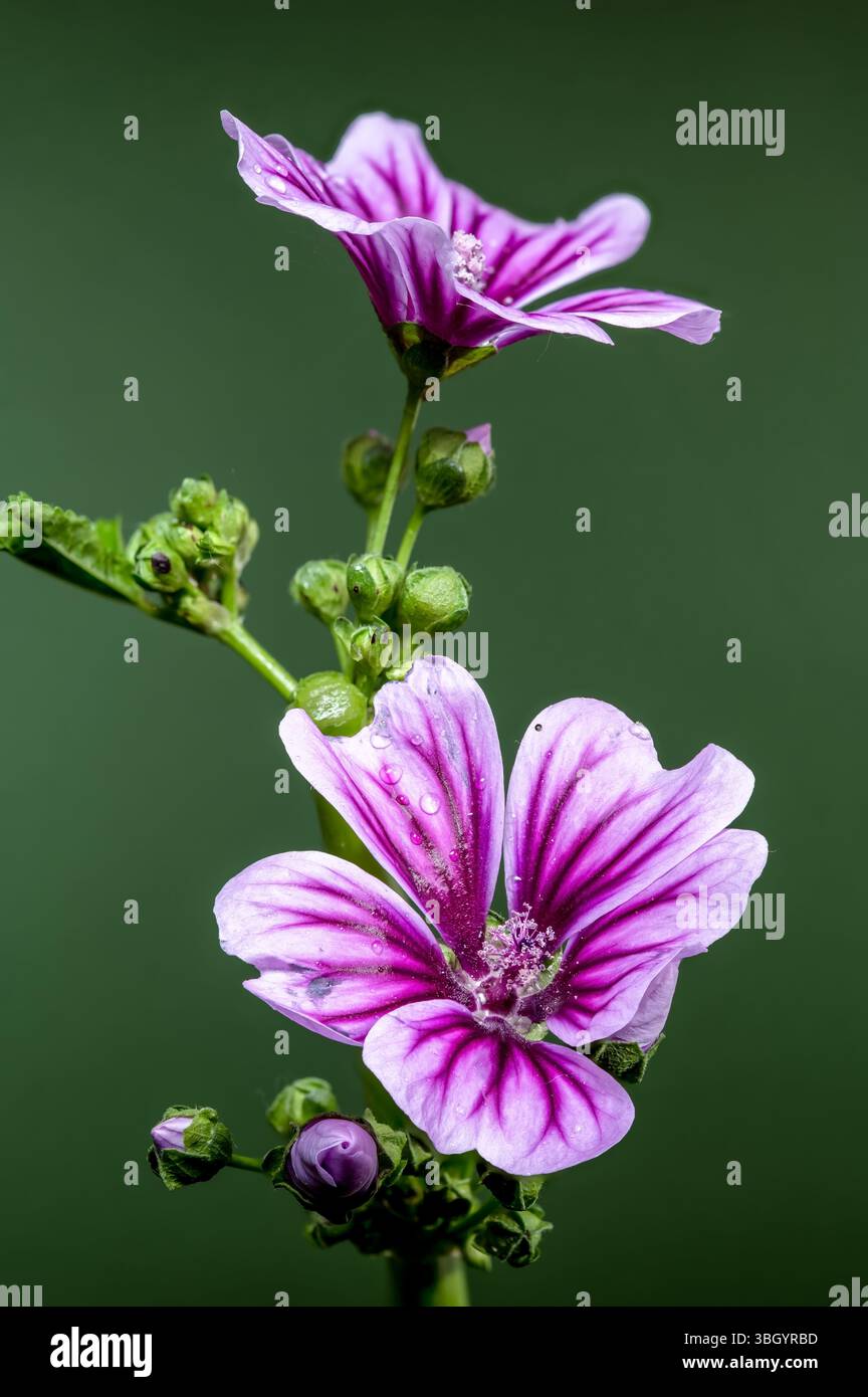 Lila Malvenblume glitzert auf grünem Stiel Stockfoto