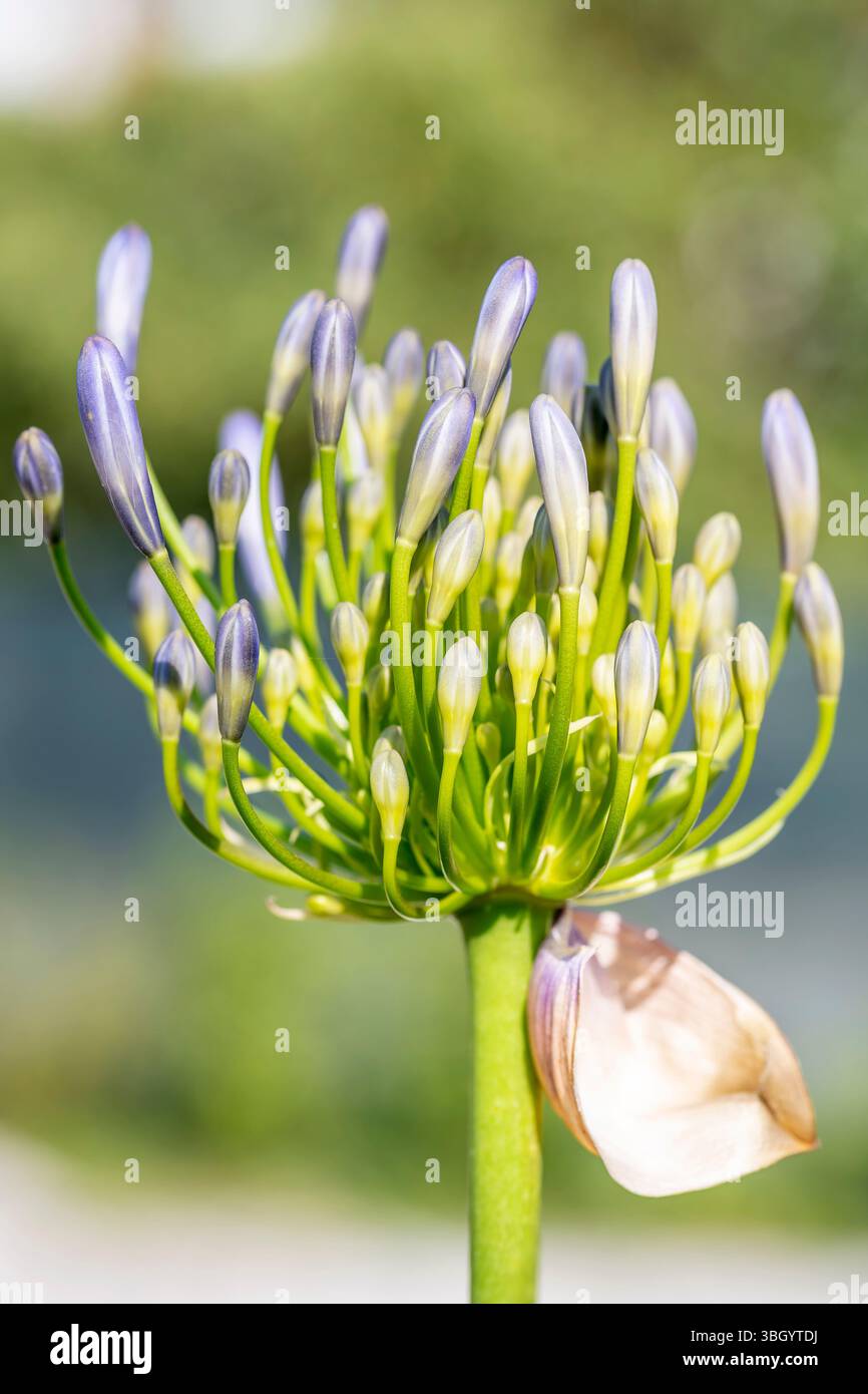 Nahaufnahme einer im Frühjahr blühenden Agapanthus-Blüte vor verschwommenem Hintergrund Stockfoto