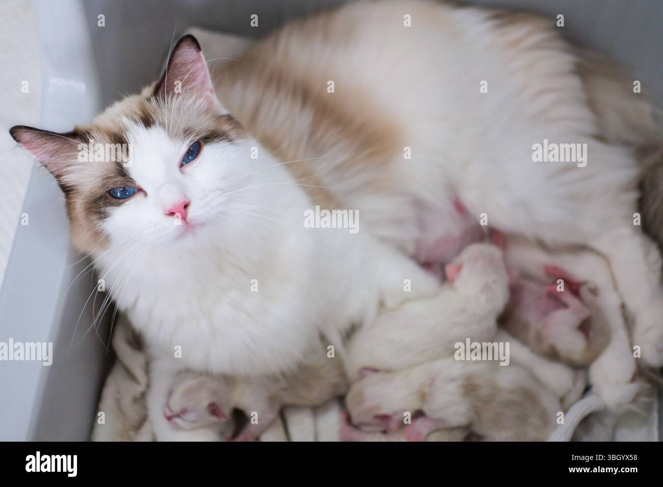 Mutter Ragdoll Katze füttert ihre neugeborenen Kätzchen Stockfoto