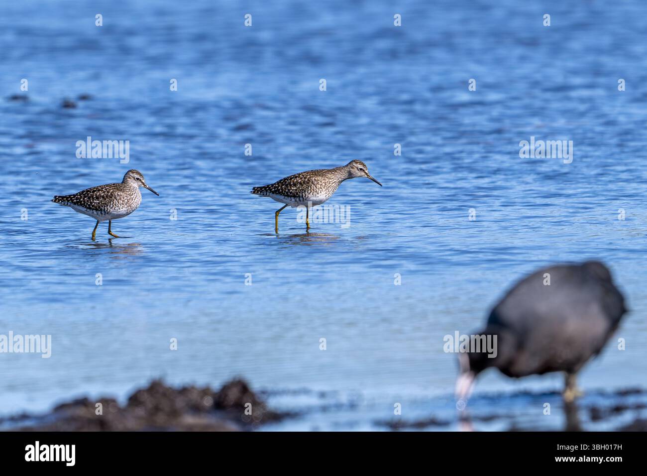 Zwei Holzsandpfeifer (Tringa glareola) im Zuchtgefieder, die im Frühjahr im Flachwasser des Teichs im Feuchtgebiet auf der Suche sind Stockfoto