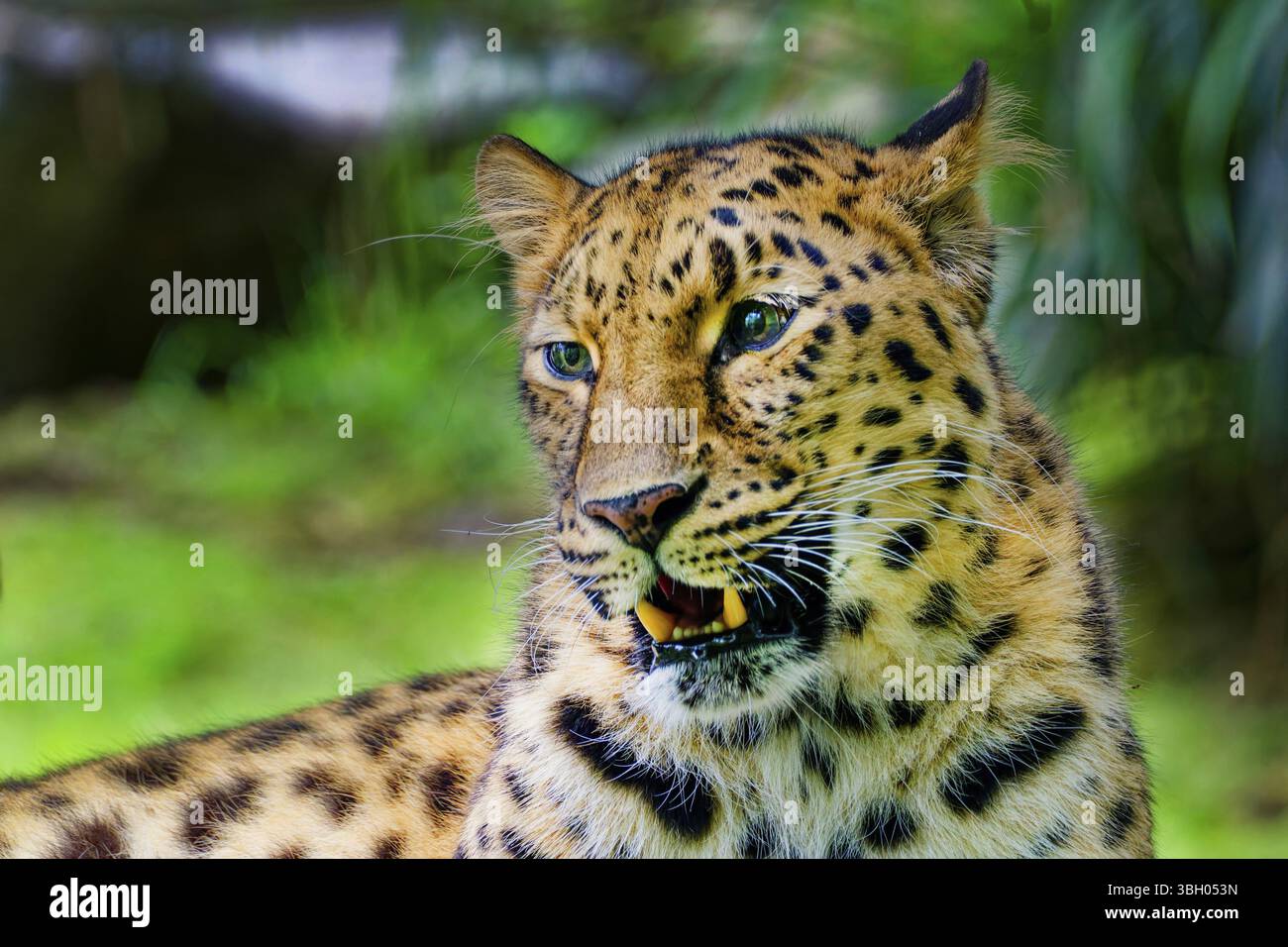 Amurleopard (Panthera pardus orientalis), gefangen, vom Aussterben bedroht, Tierporträt, Verteilung Grenzgebiet Russland und China Stockfoto