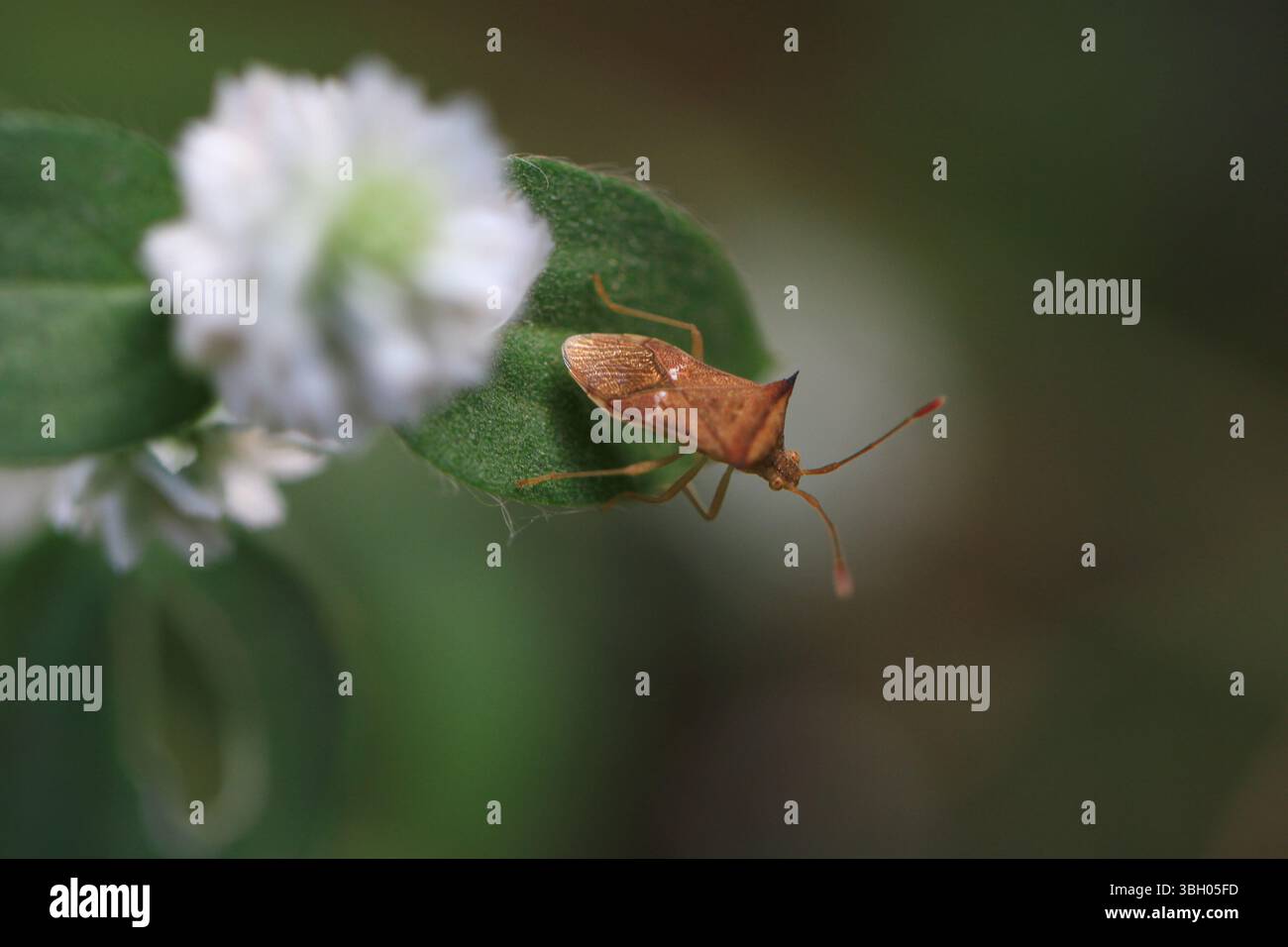 Ein Makrobild eines kleinen Insekts am Rand eines Blumenblattes, aufgenommen bei natürlichem Tageslicht. Das Foto hebt die feine Textur hervor Stockfoto
