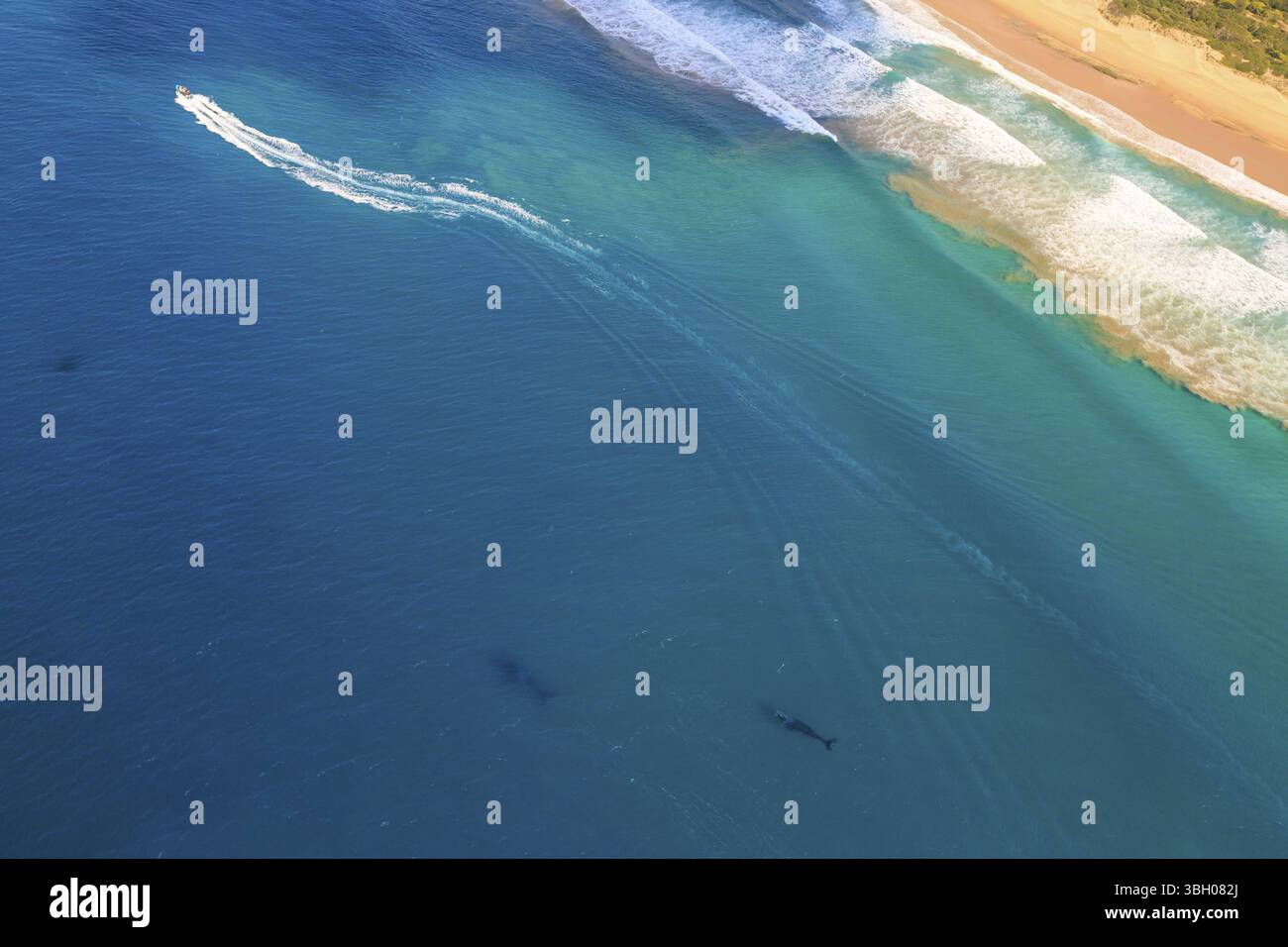 Luftaufnahme der Walbeobachtung während der Wanderung zwischen Juni und November in der Wintersaison. St. Lucia, iSimangaliso Wetland Park, Südafrika, Afrika Stockfoto