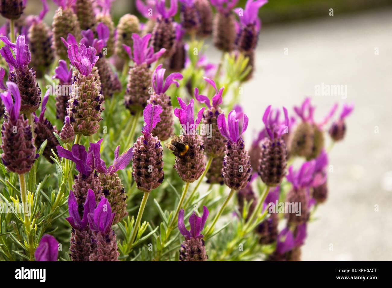 Makroaufnahme einer Hummel auf blühenden Blüten. Nahaufnahme im Freien bei natürlichem Licht, die das Insekt auf bunten Blütenblättern in einem Garten oder Park zeigt Stockfoto