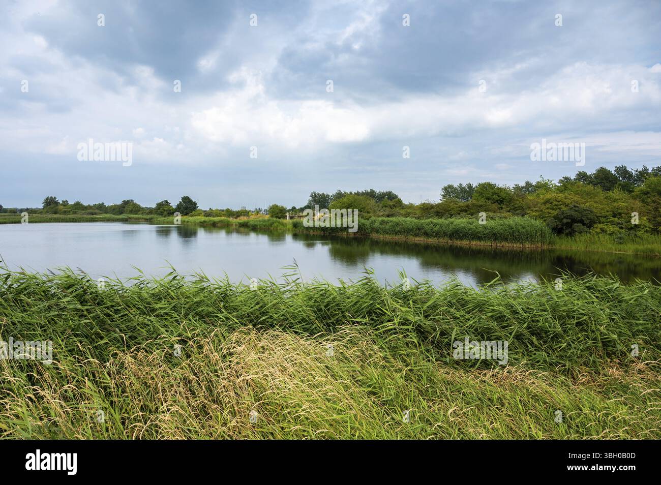 Grüne Wiesen und natürlicher Wasserteich im Strandpark Brondby, Kopenhagen, Dänemark, Europa Stockfoto