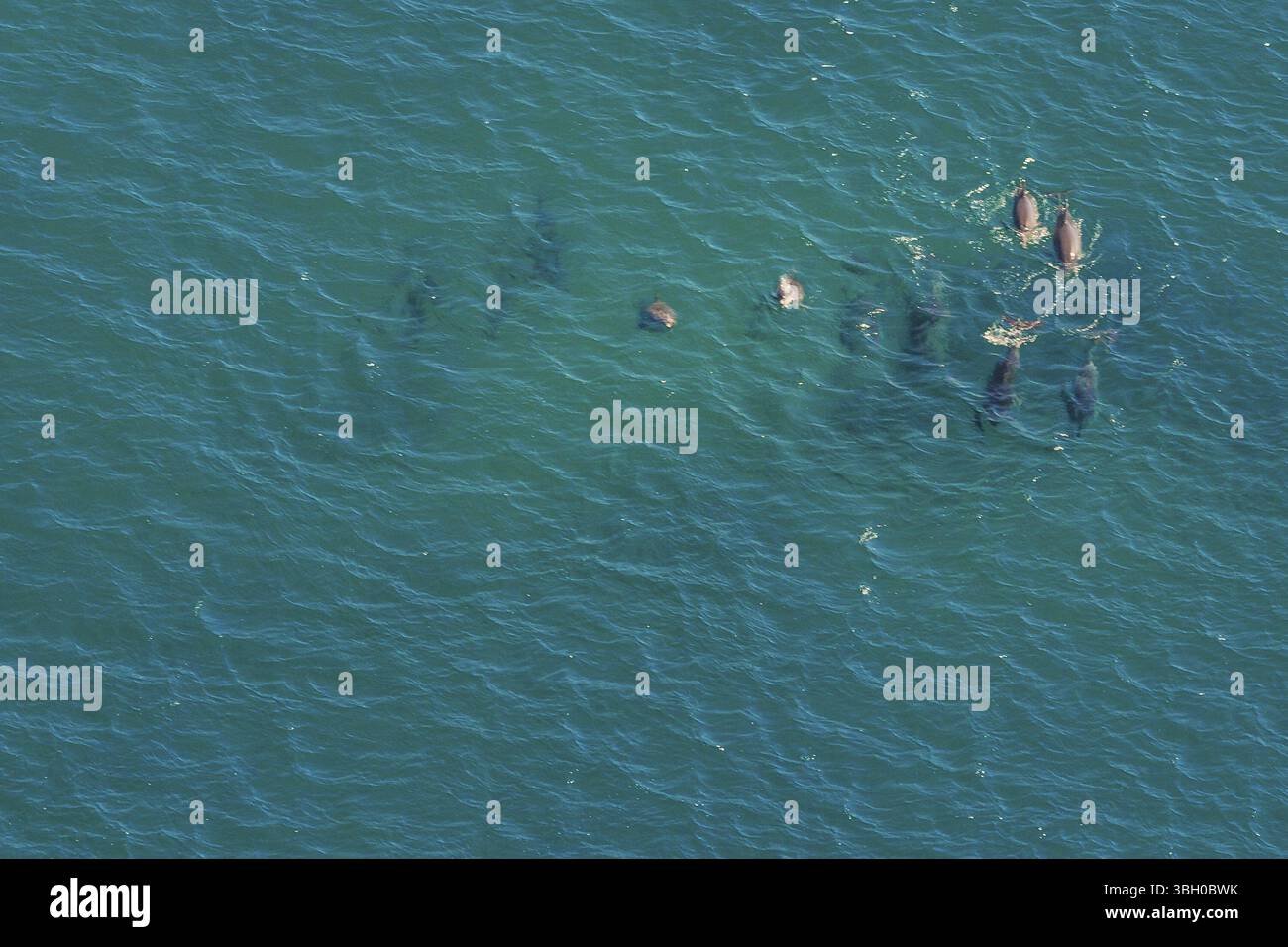 Gruppe von Walen in St. Lucia, Südafrika, eines der beliebtesten Ziele für Safari-Touren. Luftaufnahme. Walbeobachtung während der Wanderung zwischen Juni und Nove Stockfoto