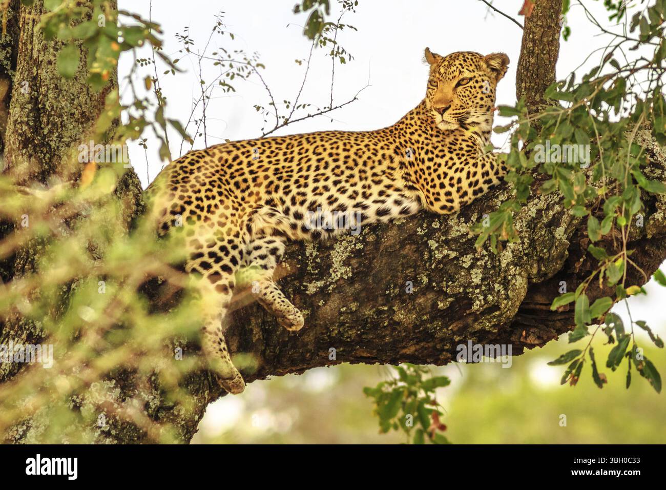 Seitenansicht der afrikanischen Leopardenart Panthera Pardus, die in einem Baum im Freien ruht. Große Katze im Kruger-Nationalpark, Südafrika. Der Leopard ist Teil o Stockfoto