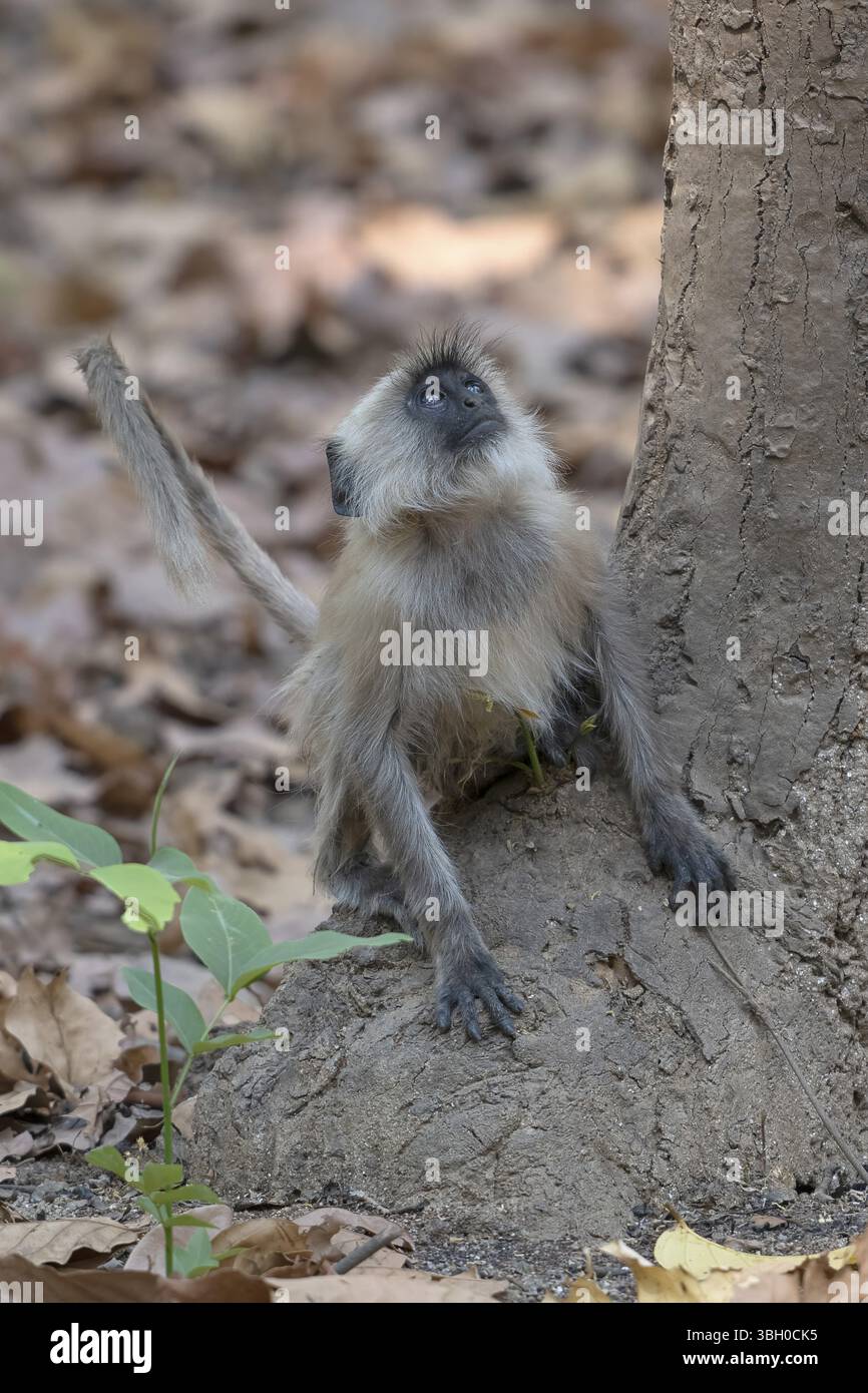 Graue Sprache der nördlichen Ebenen (Semnopithecus entellus), Primaten, Kanha-Nationalpark, Tiger Reserve, Jabalpur, Madhya Pradesh, Indien, Asien Stockfoto