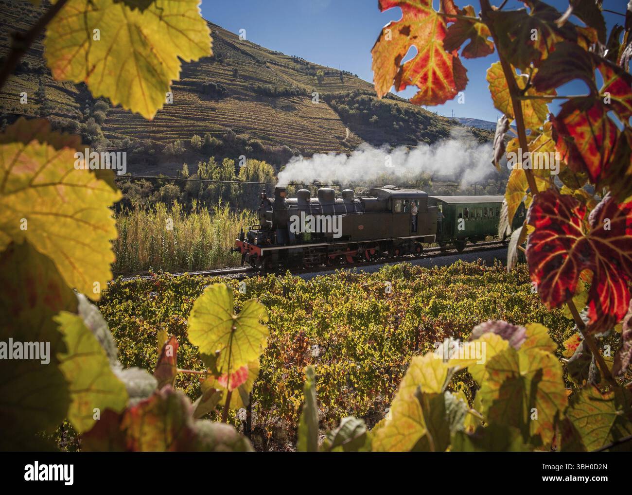 Herbstlandschaft im Douro-Tal mit Weinstöcken und historischer Lokomotive Stockfoto