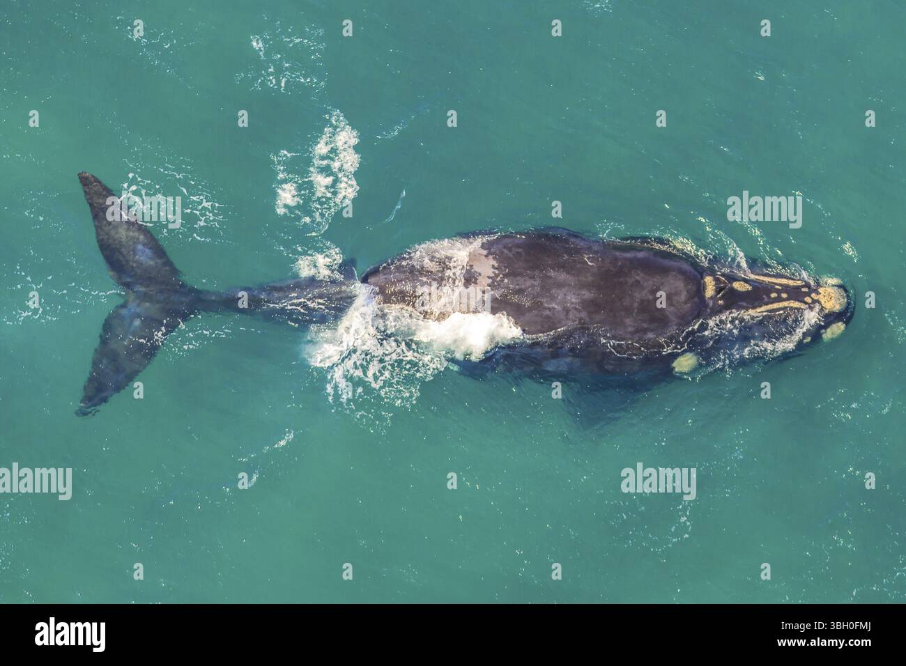 Erwachsenenwal vor der Küste in St. Lucia, Südafrika, eines der beliebtesten Ziele für Safari-Touren. Luftaufnahme. Walbeobachtung während der Wanderung zwischen Jun Stockfoto
