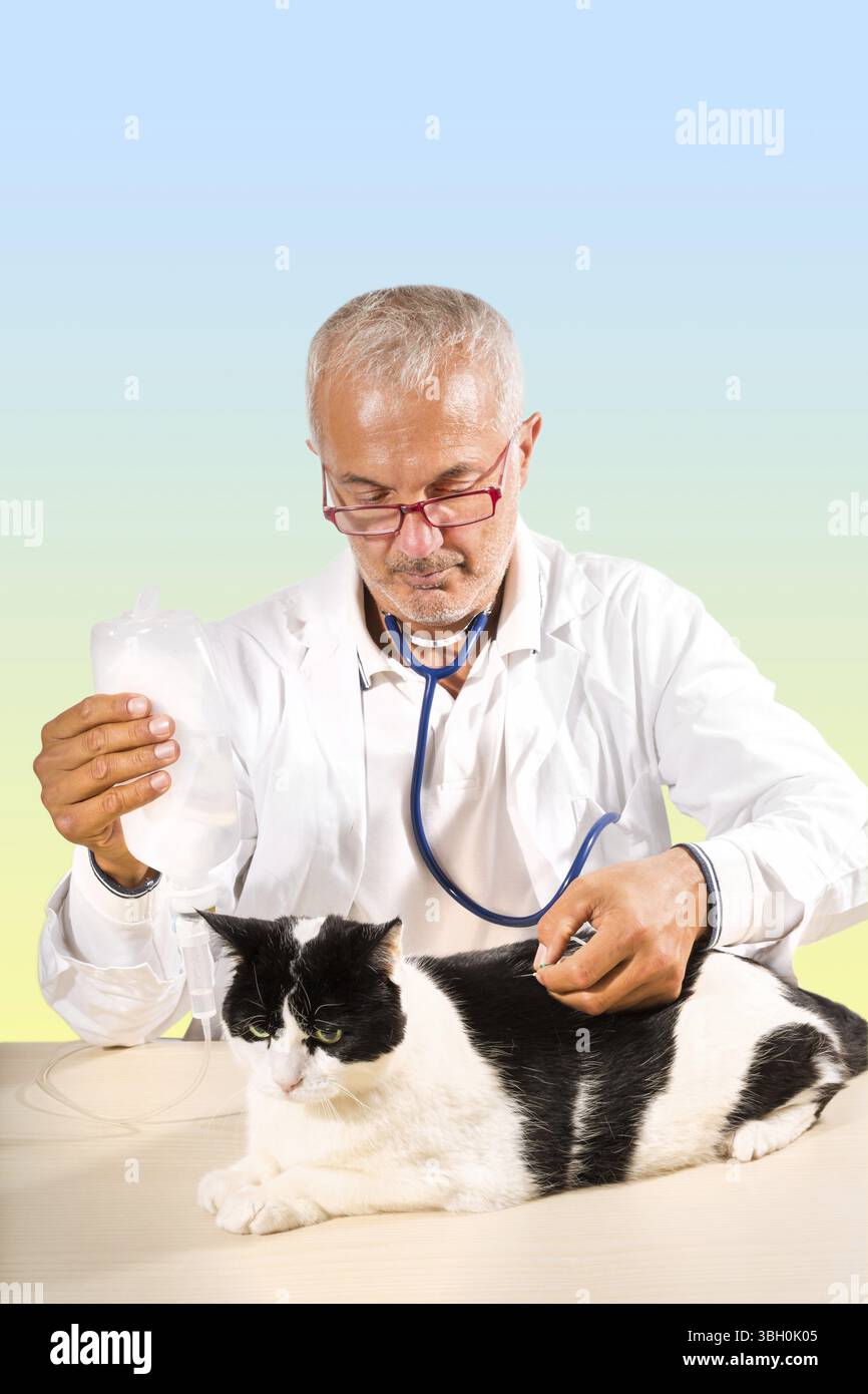 Tierärztlicher männlicher Arzt, der eine Infusionstherapie bei einer Katze auf blaugelbem Hintergrund macht Stockfoto
