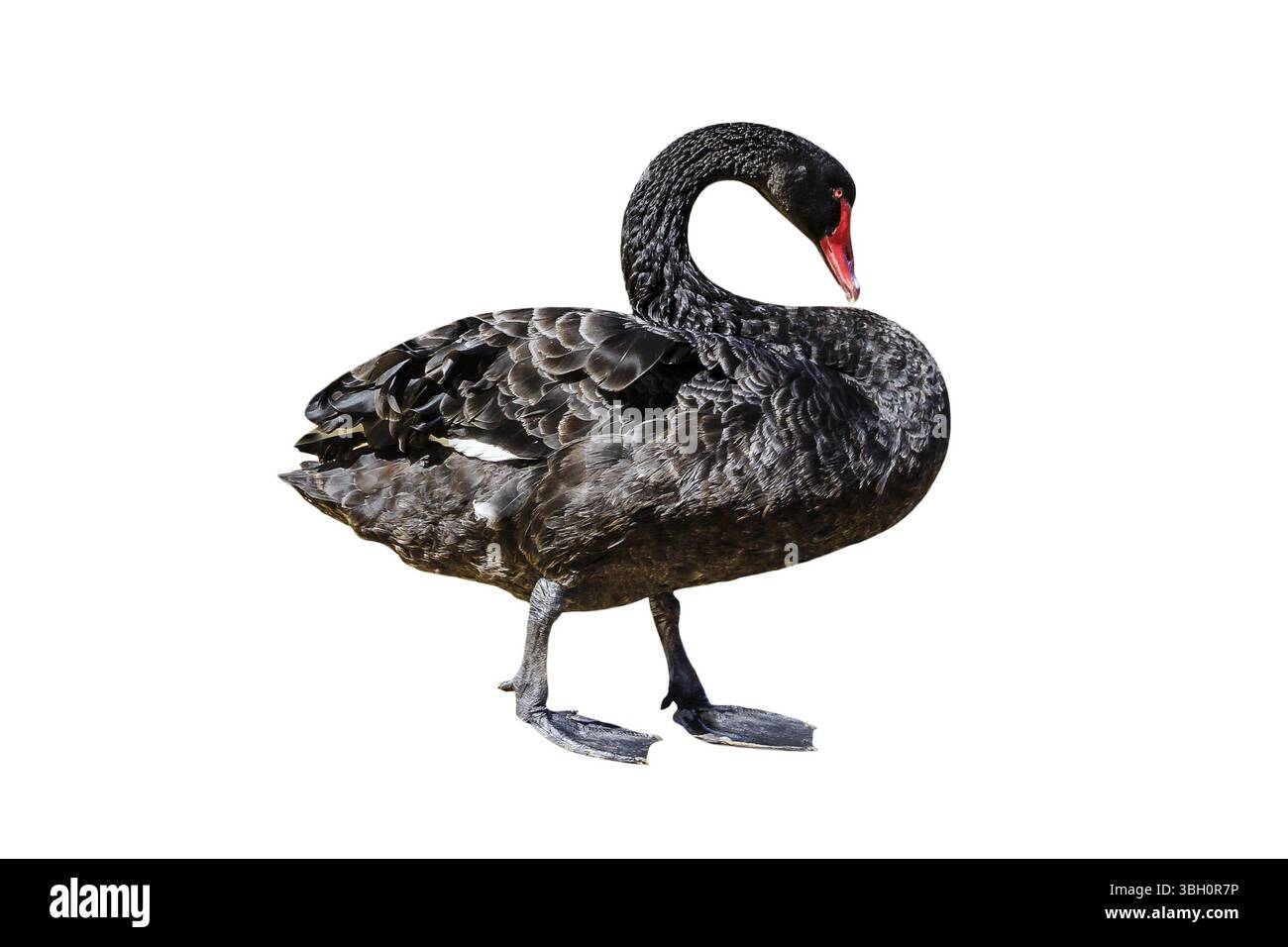 Eine Seitenansicht des Schwarzen Schwans oder Cygnus Atratus, isoliert auf weißem Hintergrund. Der Black Swan liegt am Ufer des Perth Swan River in Western Australia Stockfoto