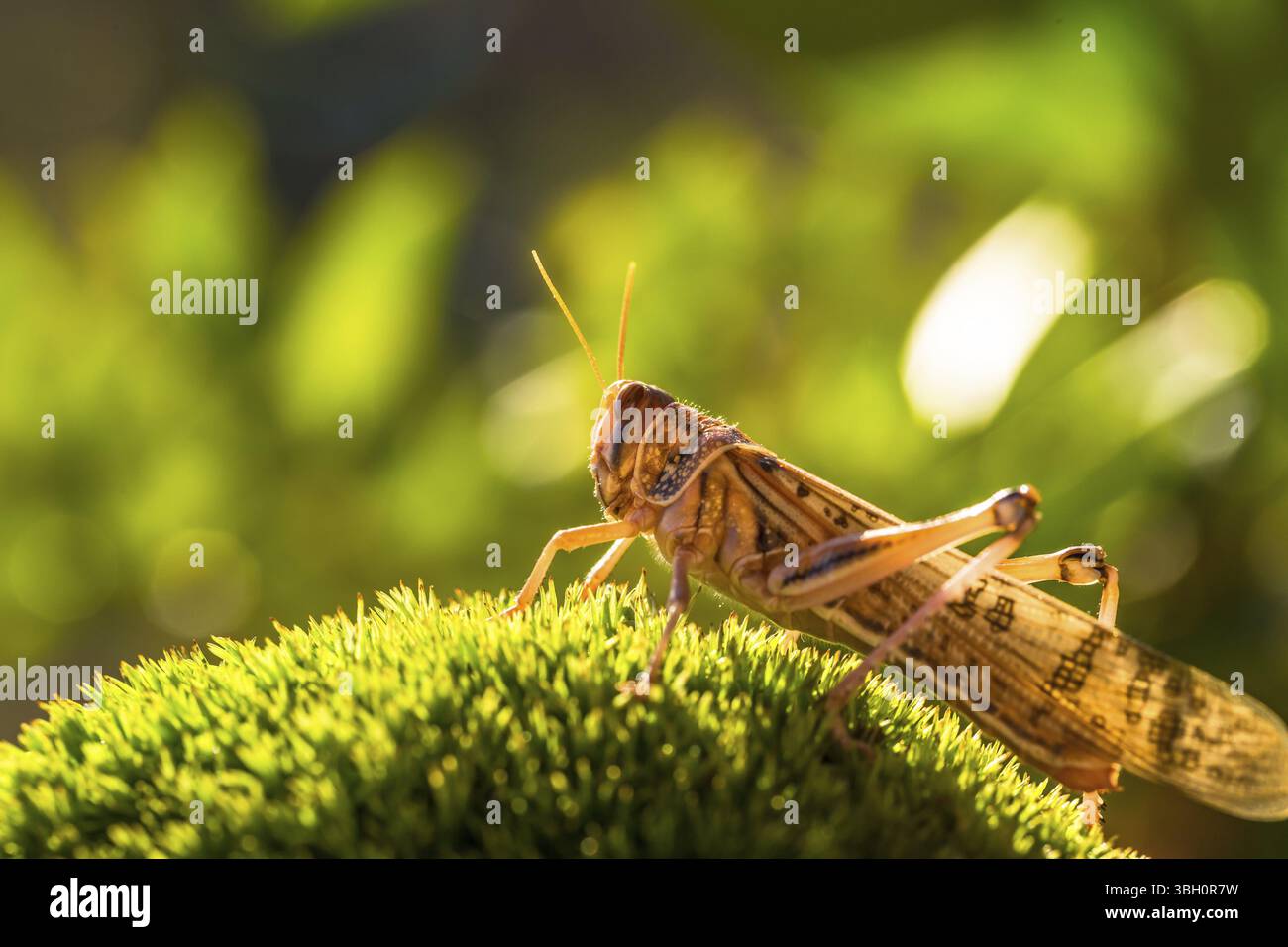 Nahaufnahme der braunen Grasshopper Schistocerca gregaria Graswiese, beleuchtet durch ein sanftes natürliches Licht bei Sonnenuntergang. Die Schistocerca gregaria gehören zu Arachniden Stockfoto