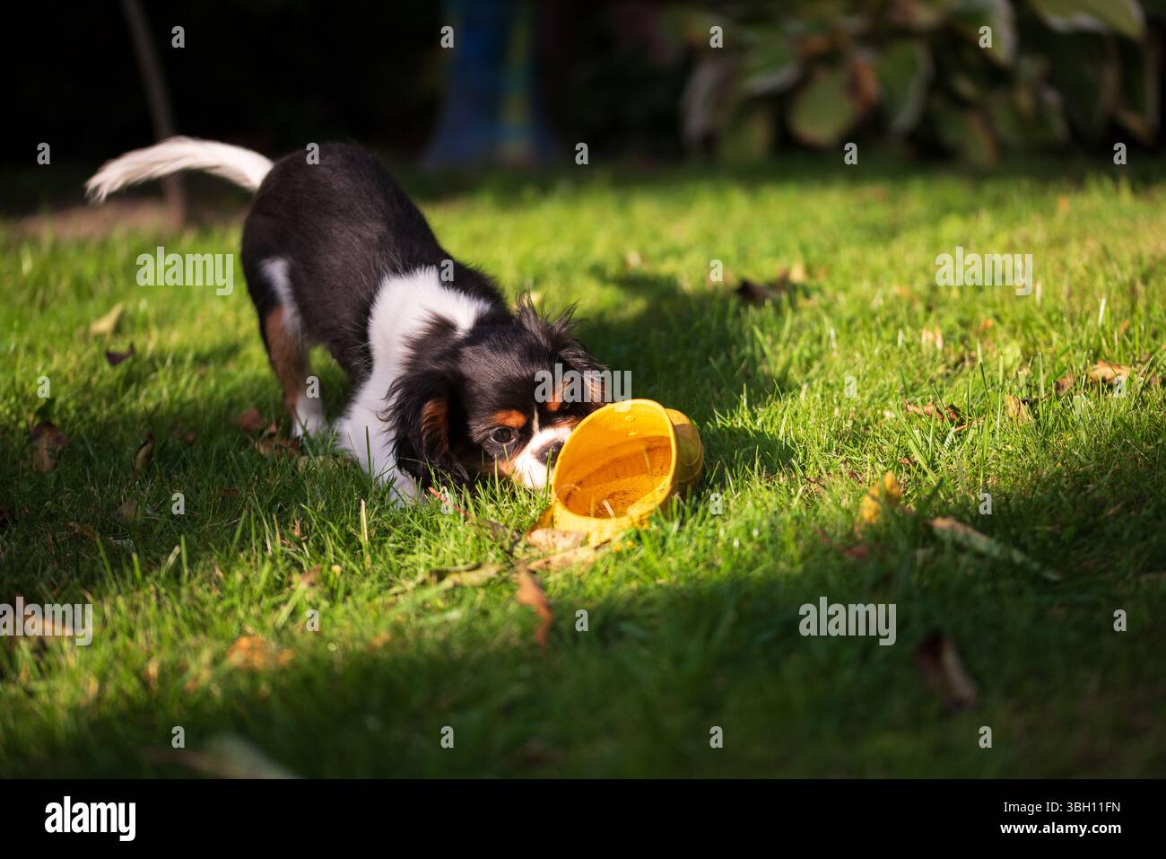 Cavalier King charles Spaniel Tricolor Welpe. Hündchen schnüffelt Gartenschuhe im Garten bei Sonnenuntergang Stockfoto