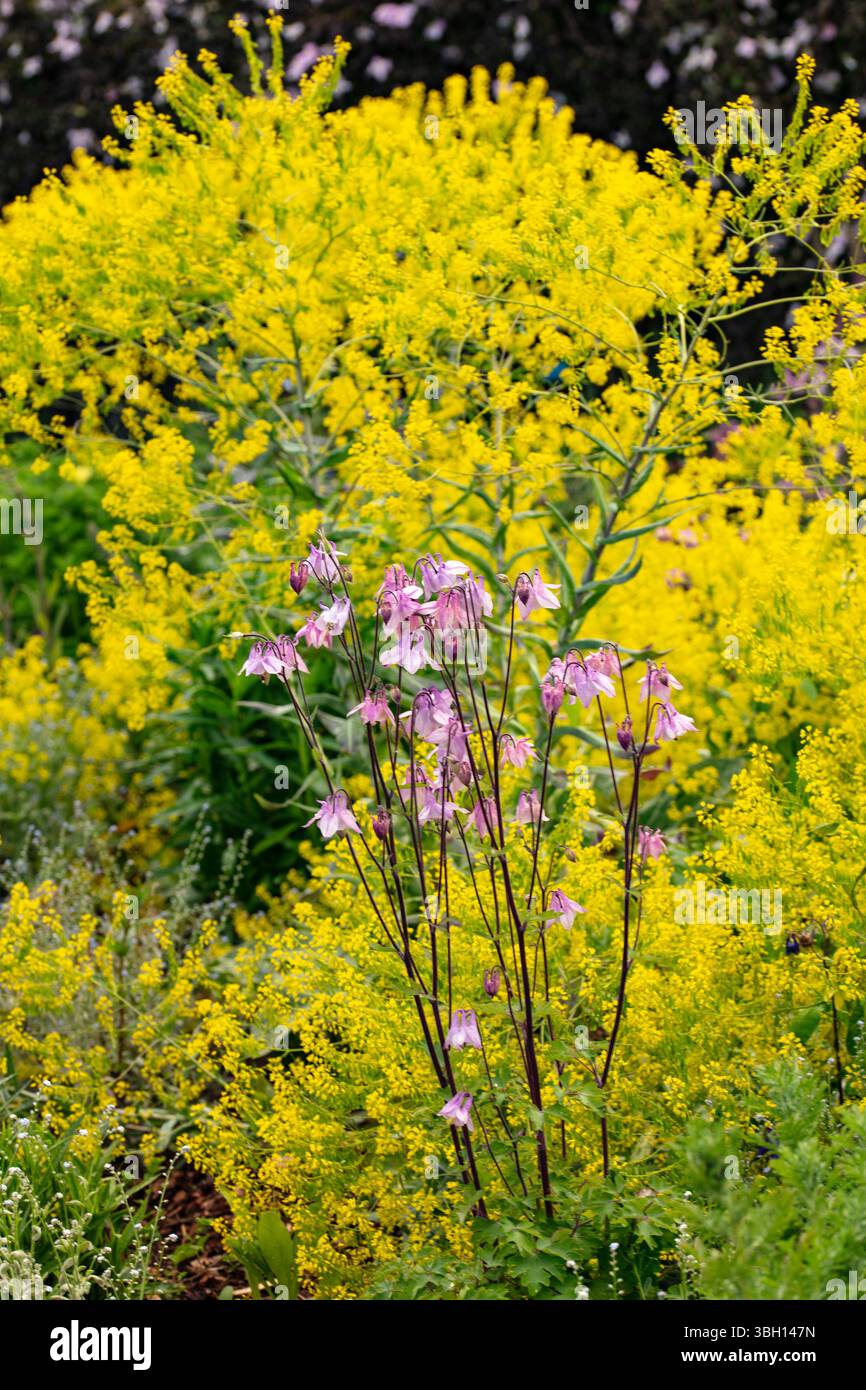 Intimes Naturporträt (Blumen und Pflanzen) im National Botanic Garden of Wales. Verführerisch, Erstaunlich, Atemberaubend, Fesselnd, Stockfoto