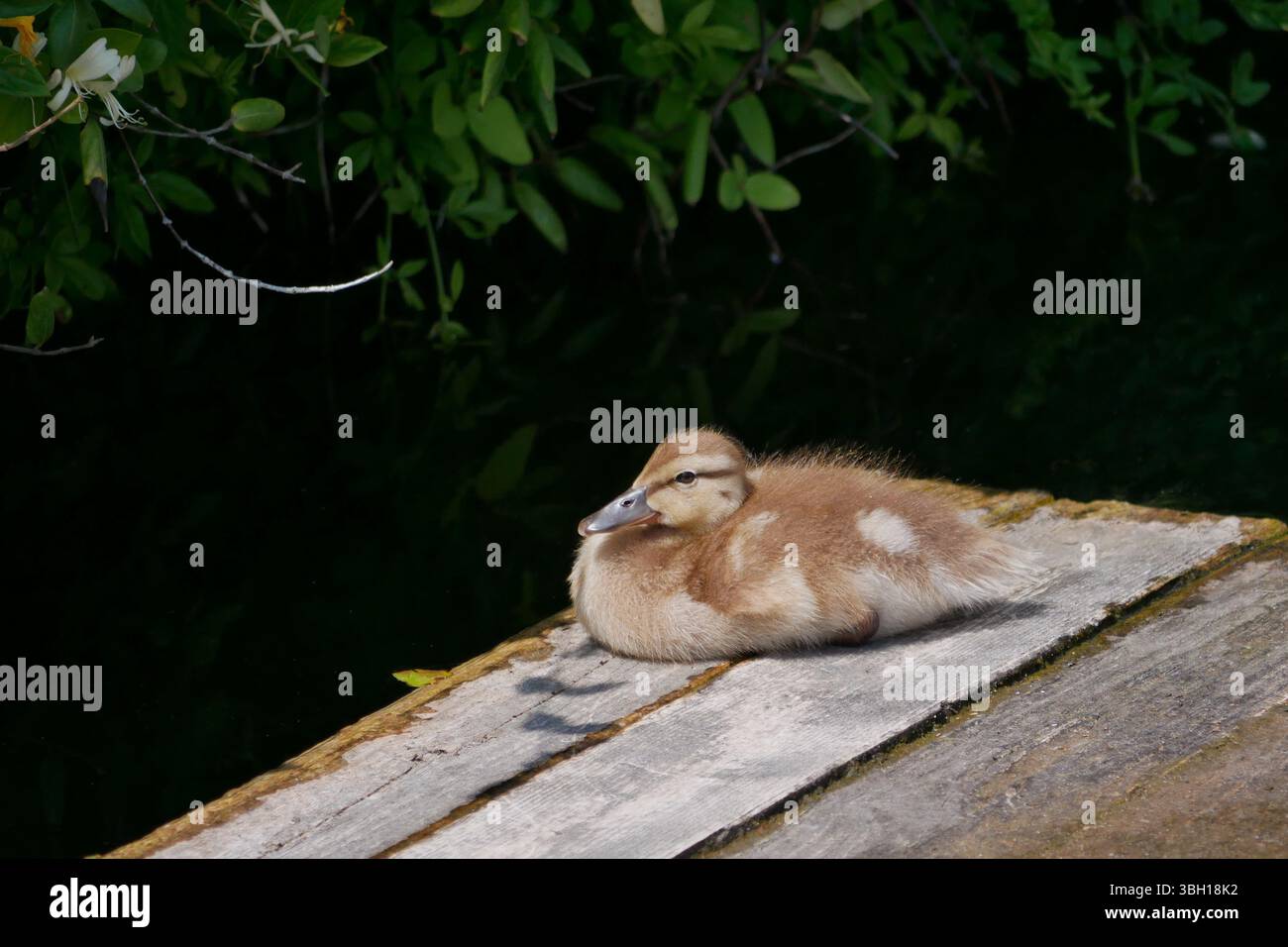 Süßes kleines Entlein an der Holzbrücke in einem Teich. Stockfoto