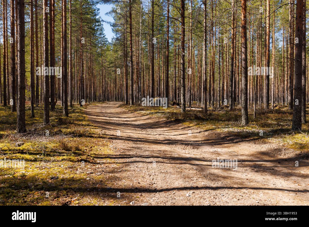 Kiefernwald (pinus sylvestris), der in Trockenheide im Frühling, Finnland, wächst Stockfoto