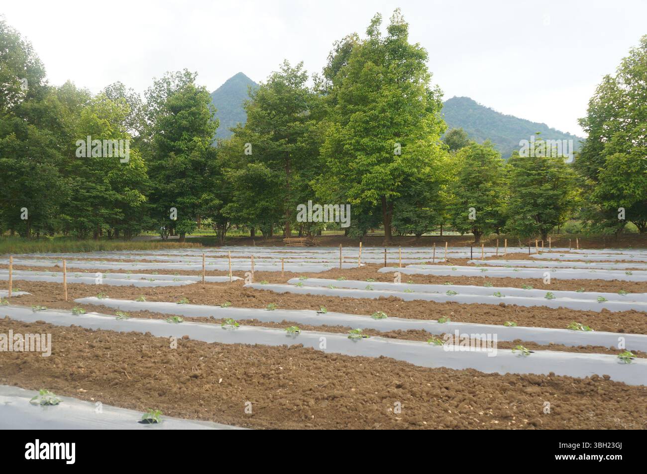 Auf einer tropischen Farm wachsen die Pflanzen in ordentlichen Reihen. Stockfoto