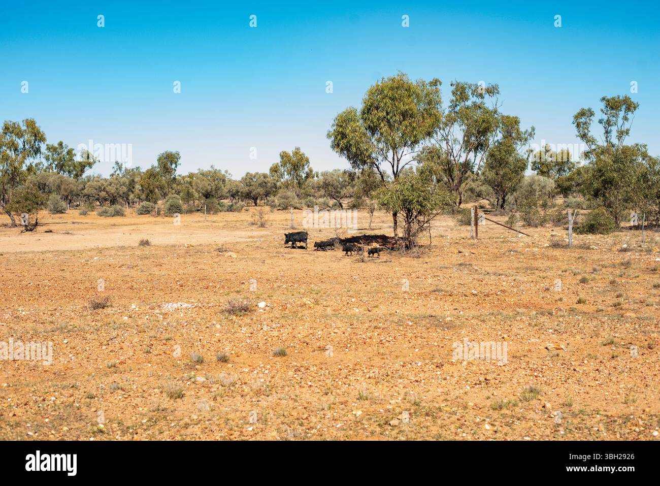 Wilde Schweine im Outback Stockfoto