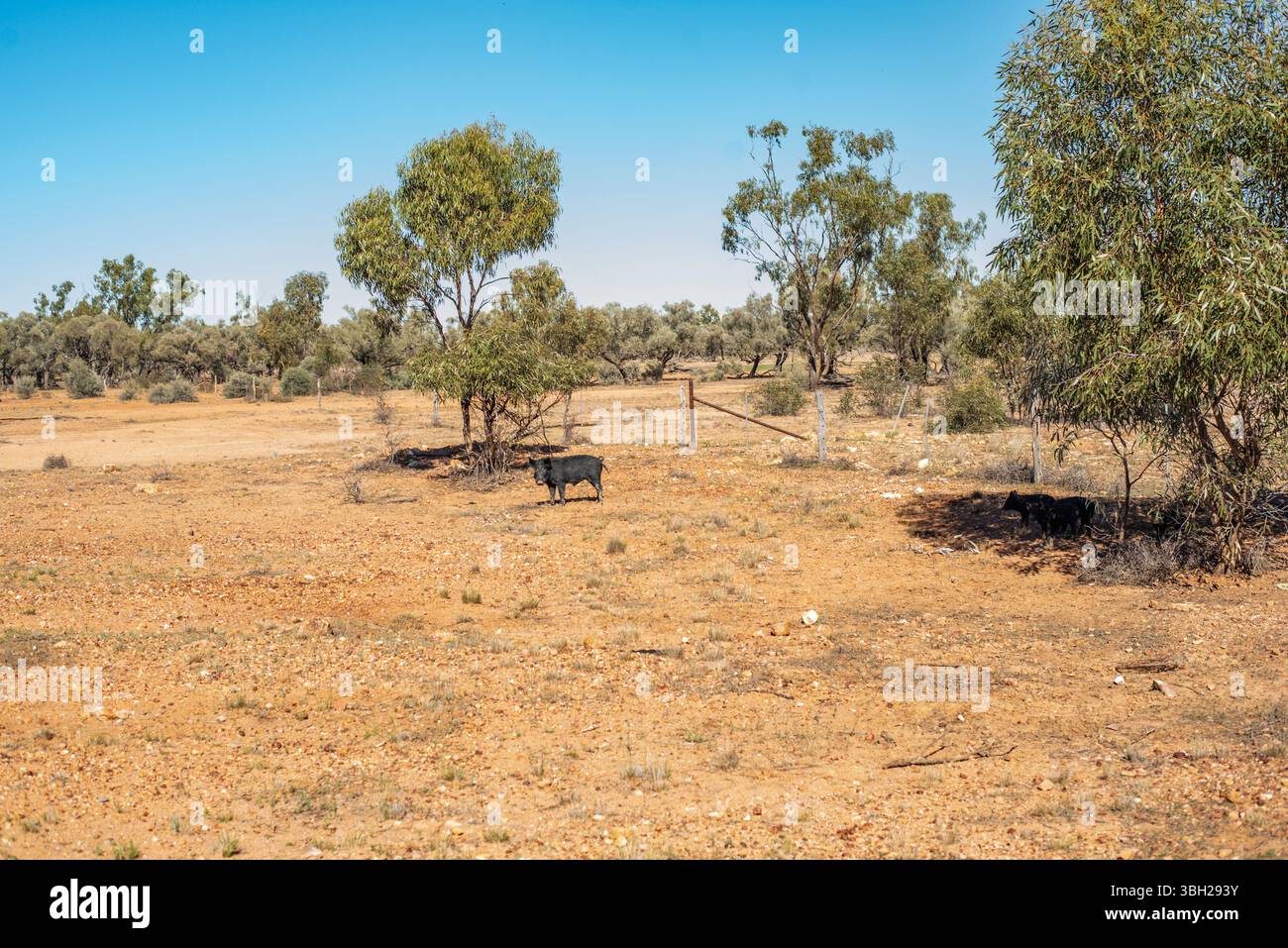 Wilde Schweine im Outback Stockfoto