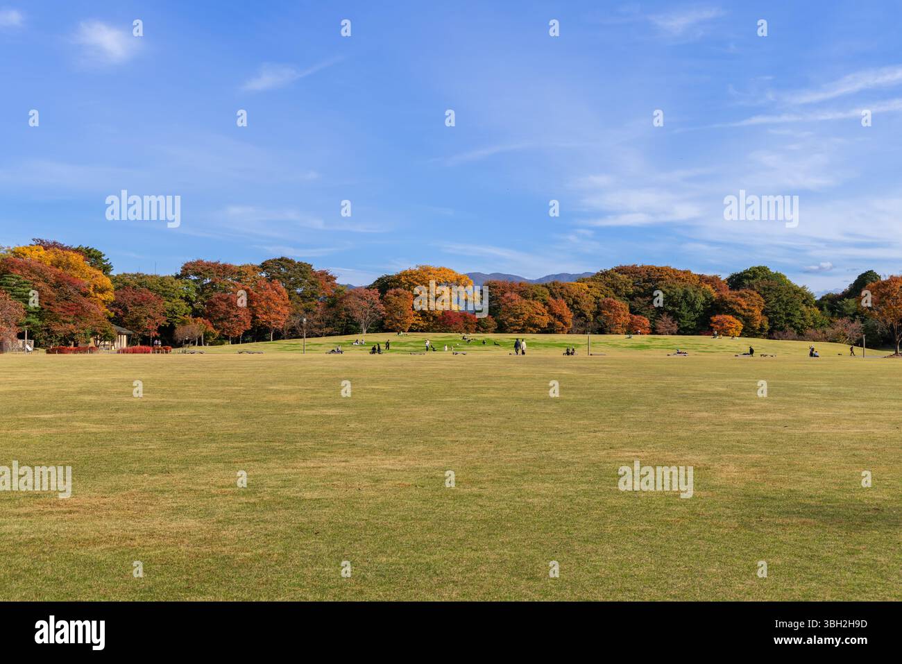Herbstbäume im Shinmaru Hiroba Kanazawa Castle Park, Japan, zeigen lebendiges Laub rund um einen breiten Rasen mit verstreuten Besuchern unter einem klaren blauen Himmel Stockfoto
