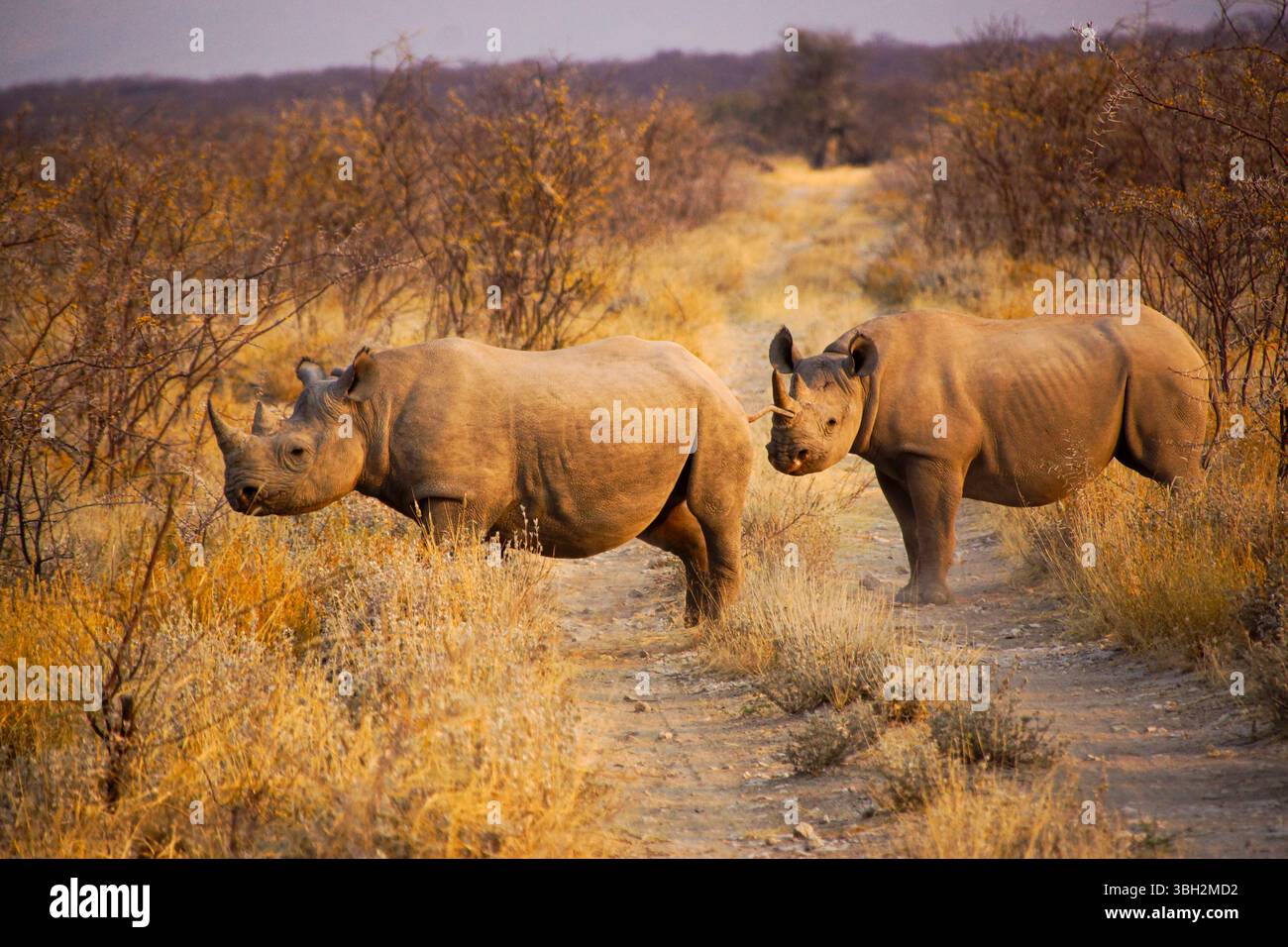 Zwei Nashörner (Diceros bicornis) in Akacia bushland, Namibia Stockfoto