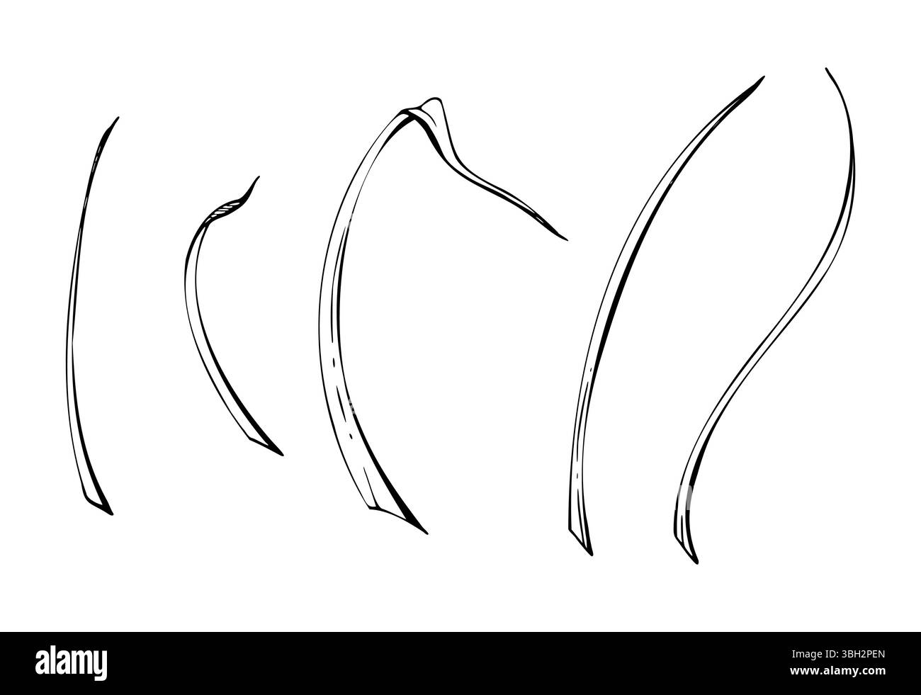 Lange, dünne Grasblätter Blätter, Stiele fließende Kurven Linien. Einzelnes Element isolierte botanische Illustration, handgezeichnet in Vektortinte. Blumensträuße Stock Vektor