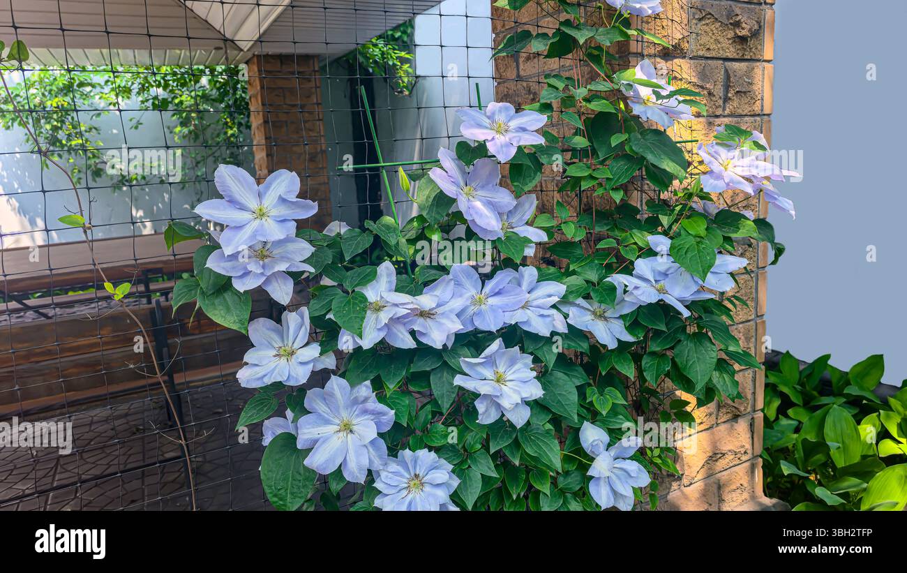 Clematis blüht auf dem Grundstück in der Nähe des Hauses. Pflanzen für den Garten. Inneneinrichtung im Hof. Kletterpflanzen. Stockfoto