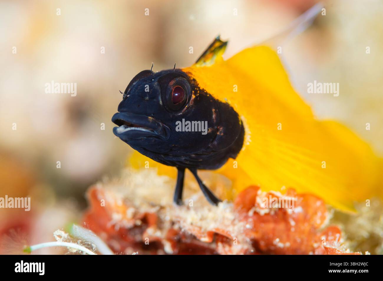 Schwarzer Blenny, Tripterygion delaisi, auf einem Felsen, Meeresboden, Cadaques, Costa Brava, Katalonien, Spanien Stockfoto