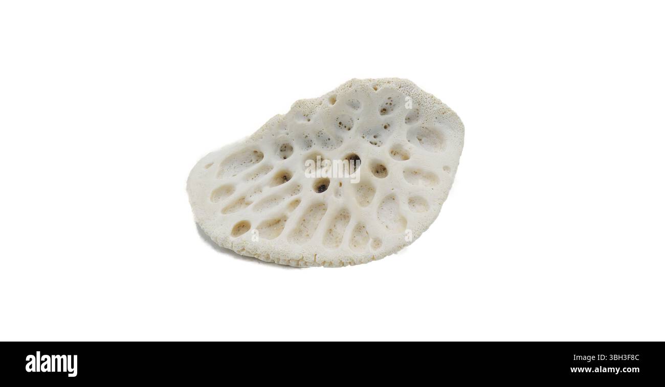 Ein kleiner kleiner kleiner amerikanischer Alligator - A. mississippiensis - knöcherne Platte in der Haut, genannt Osteodermen oder Skute, macht die Haut sehr schwer zu durchdringen Stockfoto