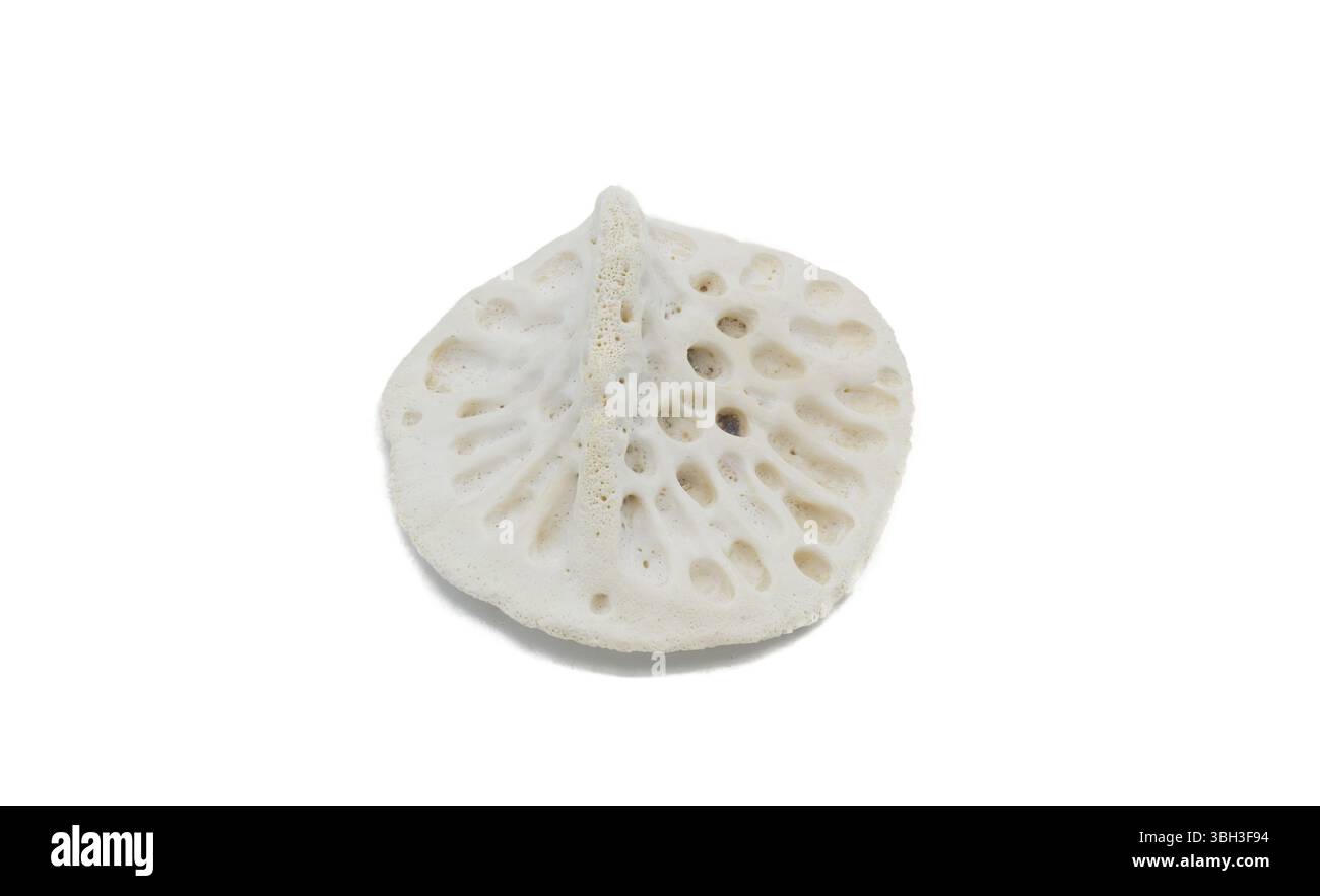 Ein kleiner kleiner kleiner amerikanischer Alligator - A. mississippiensis - knöcherne Platte in der Haut, genannt Osteodermen oder Skute, macht die Haut sehr schwer zu durchdringen Stockfoto