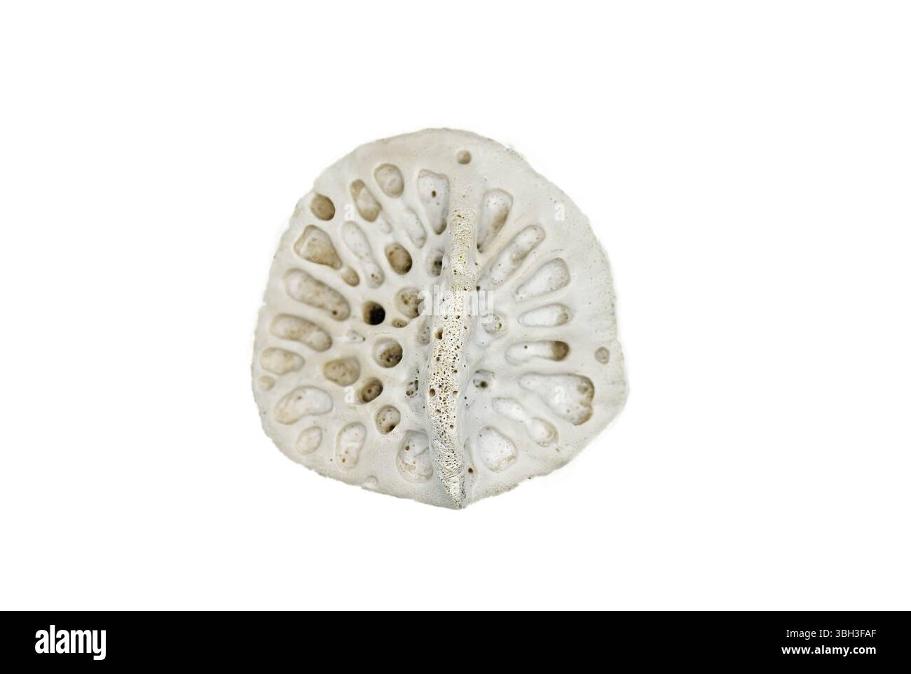 Ein kleiner kleiner kleiner amerikanischer Alligator - A. mississippiensis - knöcherne Platte in der Haut, genannt Osteodermen oder Skute, macht die Haut sehr schwer zu durchdringen Stockfoto