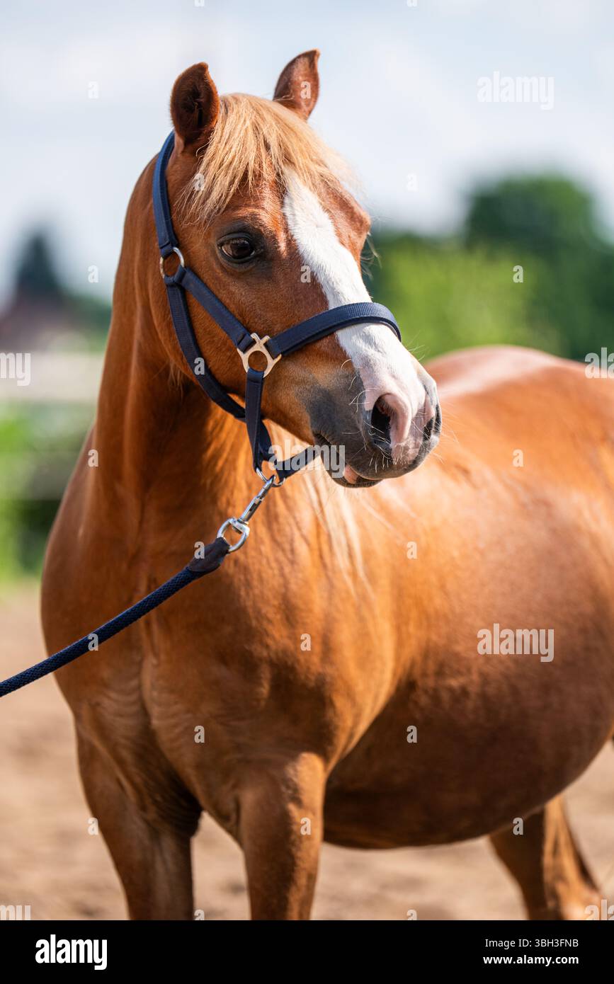 Außenporträt eines sanften Haflinger-Pferdes mit weichem Kastanienfell. Dieses liebevolle Nutztier strahlt Freundlichkeit und rustikalen Charme aus. Stockfoto