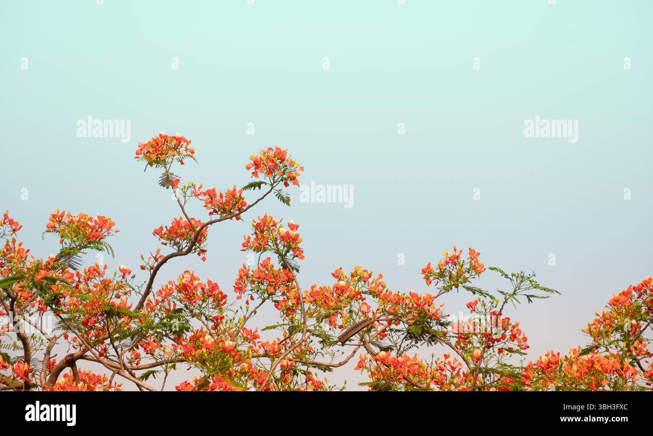 Blühender Flammenbaum oder königliche Poinciana- oder Pfauenblume. Delonix Regia im Freien. Flame Tree oder Royal Poinciana Tree on Blue Sky, Hintergrund, Copy Spac Stockfoto