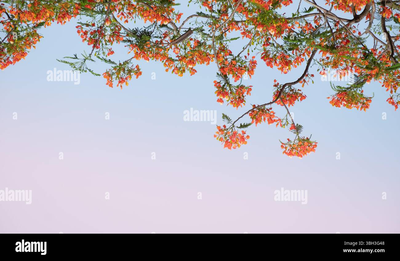 Blühender Flammenbaum oder königliche Poinciana- oder Pfauenblume. Delonix Regia im Freien. Flame Tree oder Royal Poinciana Tree on Blue Sky, Hintergrund, Copy Spac Stockfoto