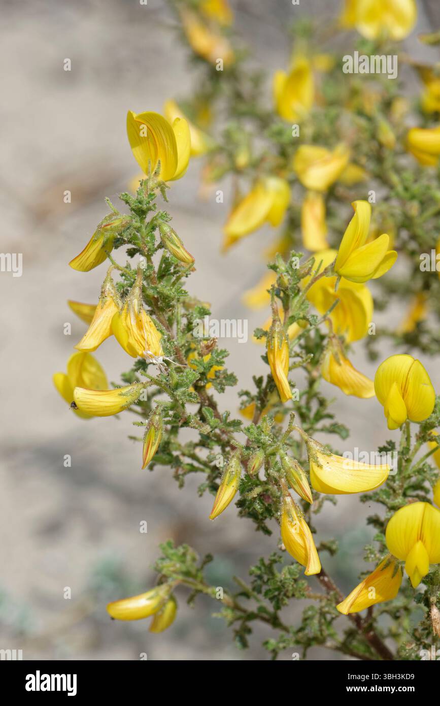 Buschpfeil / Gelber Rasenpfeil (Ononis natrix ramossisima) blüht auf Sanddünen an der Küste, Naturpark Cabo de Gata-Nijar, Almeria, Spanien März Stockfoto