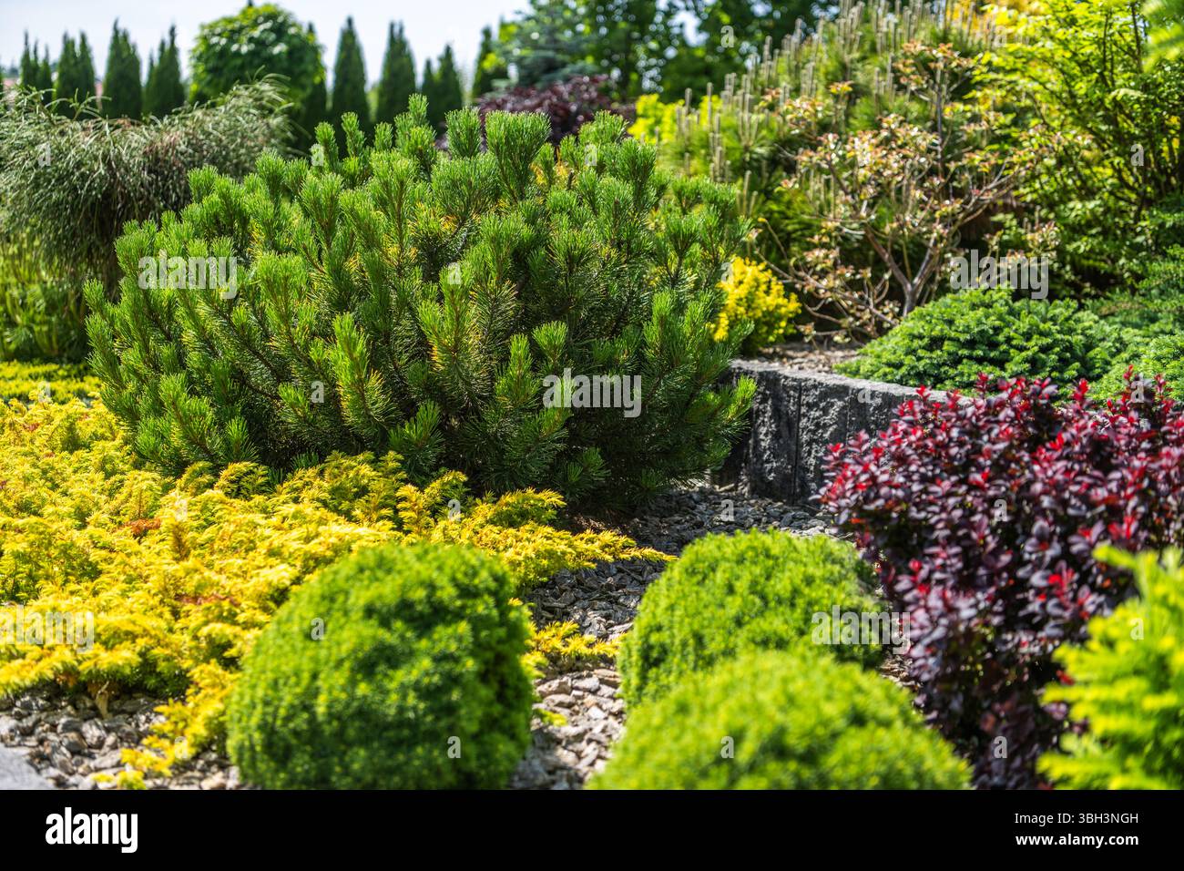Ein wunderschön gestalteter Garten mit üppigem Grün, mehrschichtigen Sträuchern und lebendigem Laub unter klarem Himmel, der die harmonischen Farben der Natur hervorhebt. Stockfoto