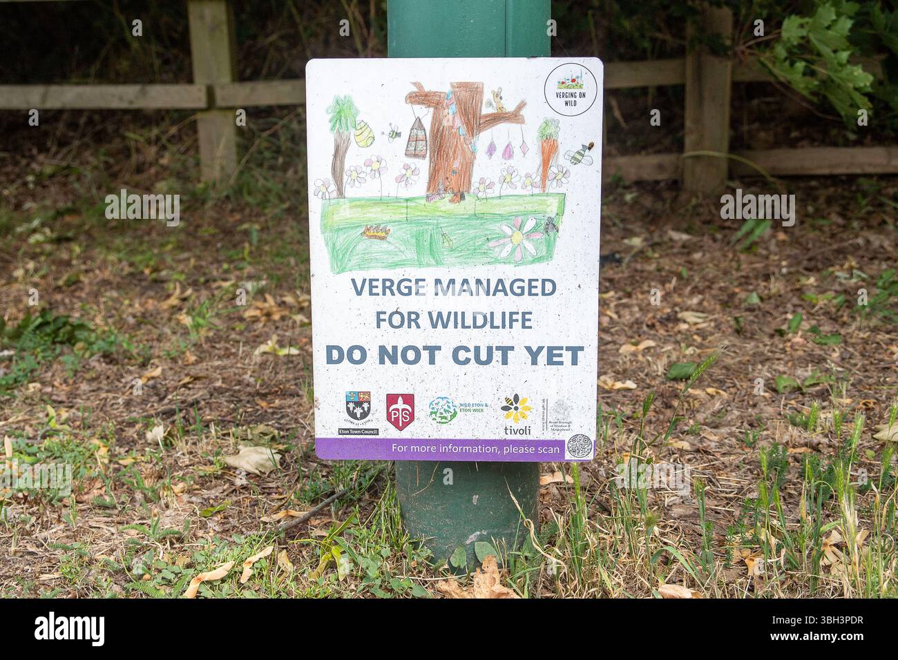 Eton, Windsor, Berkshire, Großbritannien. Juni 2025. Obwohl an einigen Rändern in Eton, Windsor, Berkshire von den Royal Borough of Windsor & Maidenhead und Tivoli Schilder installiert wurden, werden die Schilder von RBWM-Bauunternehmen ignoriert, was bedeutet, dass es in diesem Frühjahr und Sommer keine Wildblumen an den Rändern für Bestäuber gibt. Quelle: Maureen McLean/Alamy Live News Stockfoto