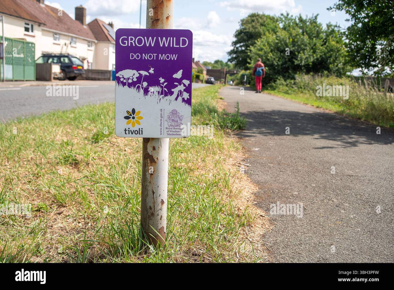 Eton, Windsor, Berkshire, Großbritannien. Juni 2025. Obwohl an einigen Rändern in Eton, Windsor, Berkshire von den Royal Borough of Windsor & Maidenhead und Tivoli Schilder installiert wurden, werden die Schilder von RBWM-Bauunternehmen ignoriert, was bedeutet, dass es in diesem Frühjahr und Sommer keine Wildblumen an den Rändern für Bestäuber gibt. Quelle: Maureen McLean/Alamy Live News Stockfoto